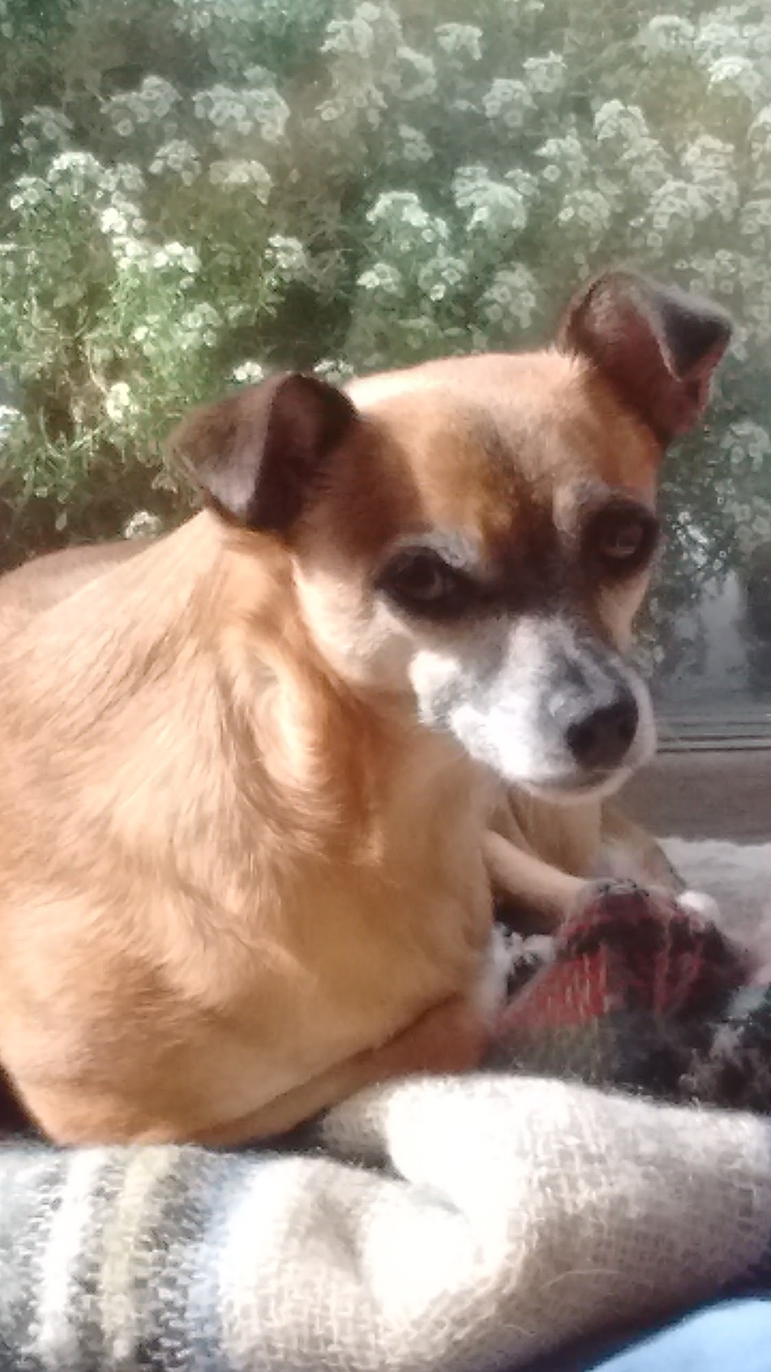 Little Buddies Pet Care Vancouver