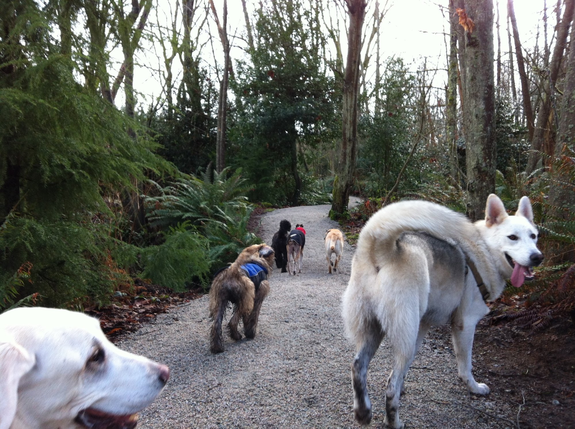 Paws At Play Vancouver