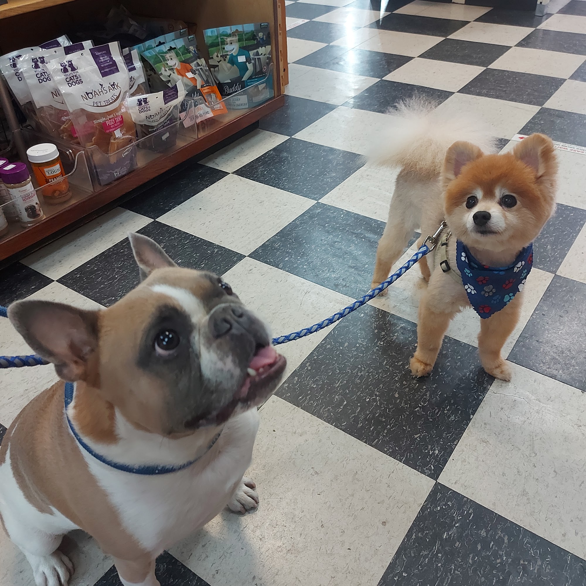 Vanpet Yaletown Vancouver