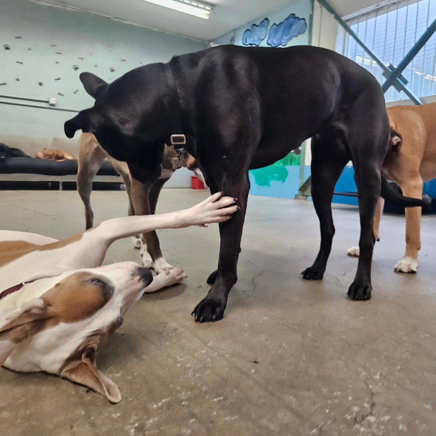 Raise the Woof Vancouver