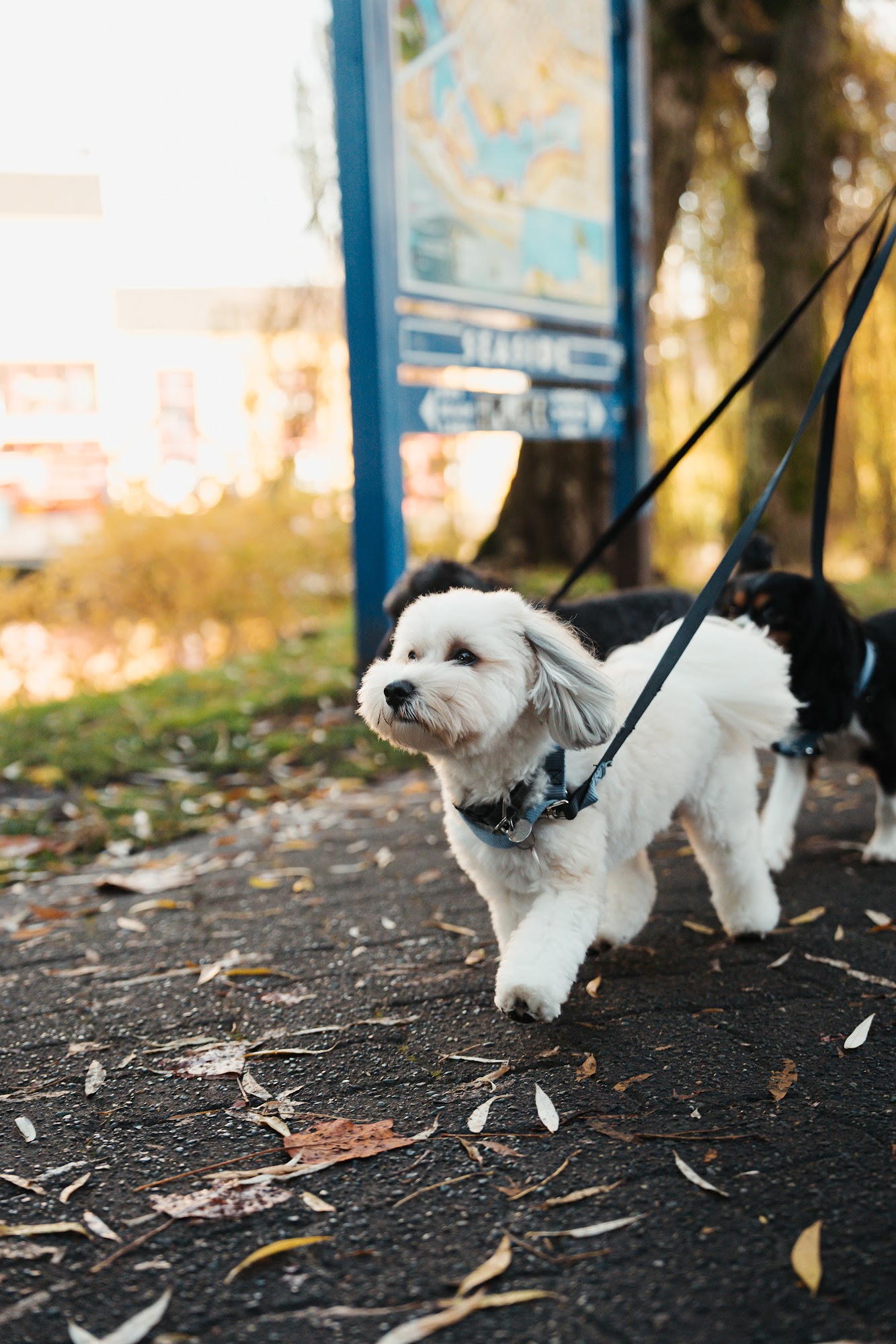 The Doghouse Vancouver