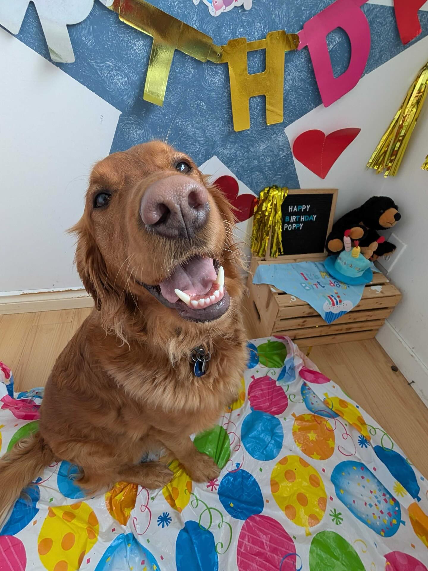 Canine Adventure Den Vancouver