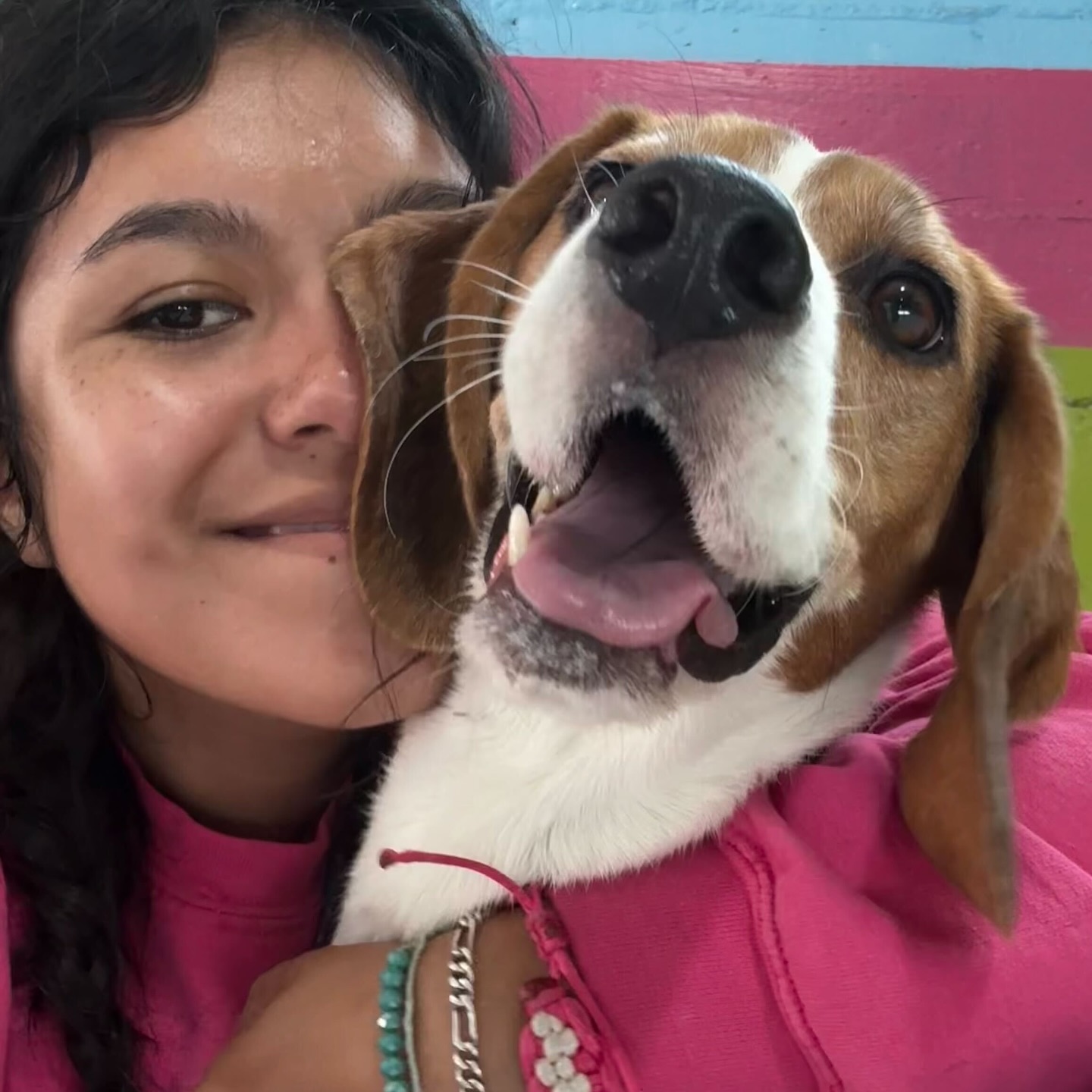 Canine Adventure Den Vancouver