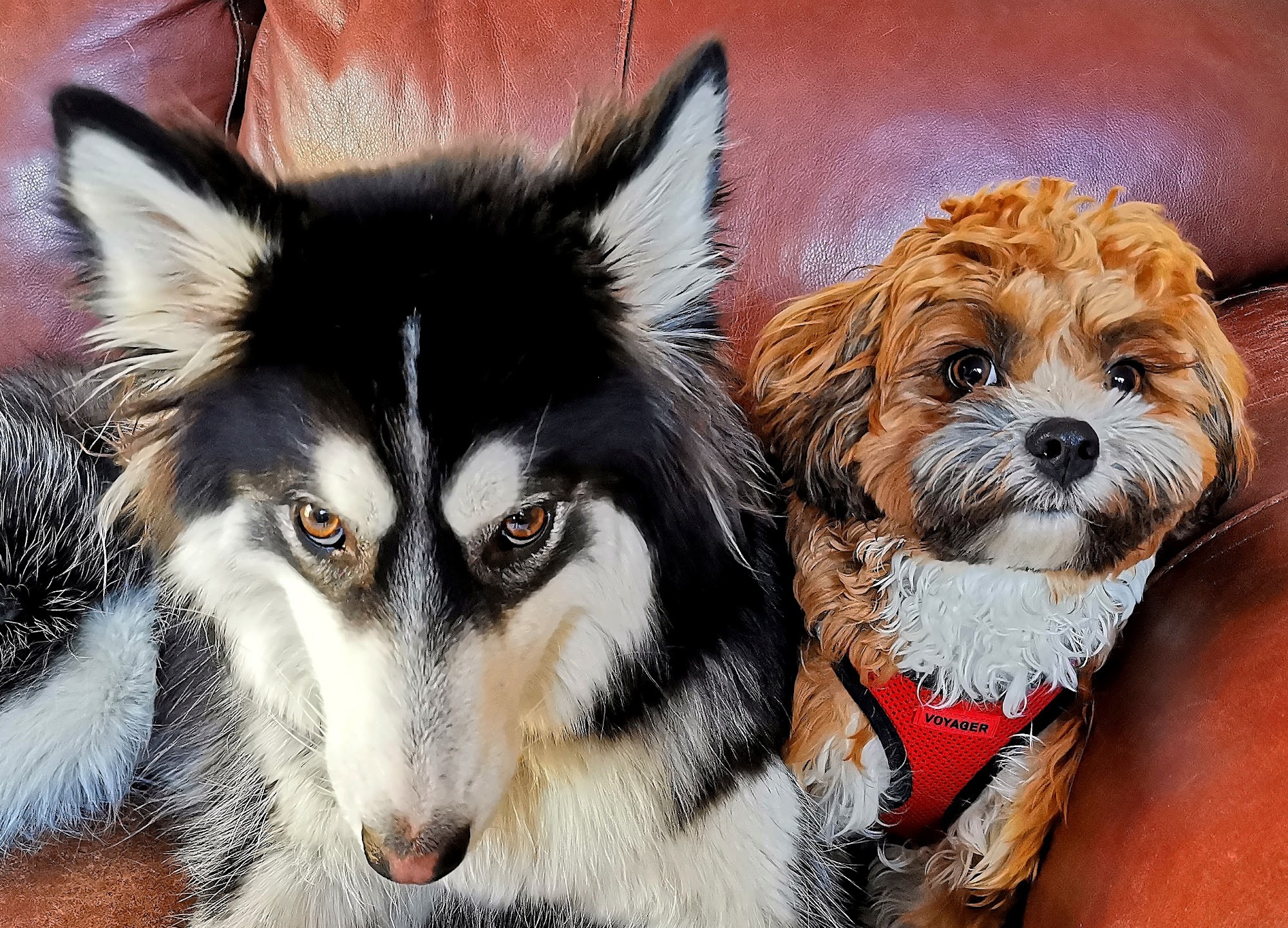 Marpole Dog Walking & Boarding Service Vancouver