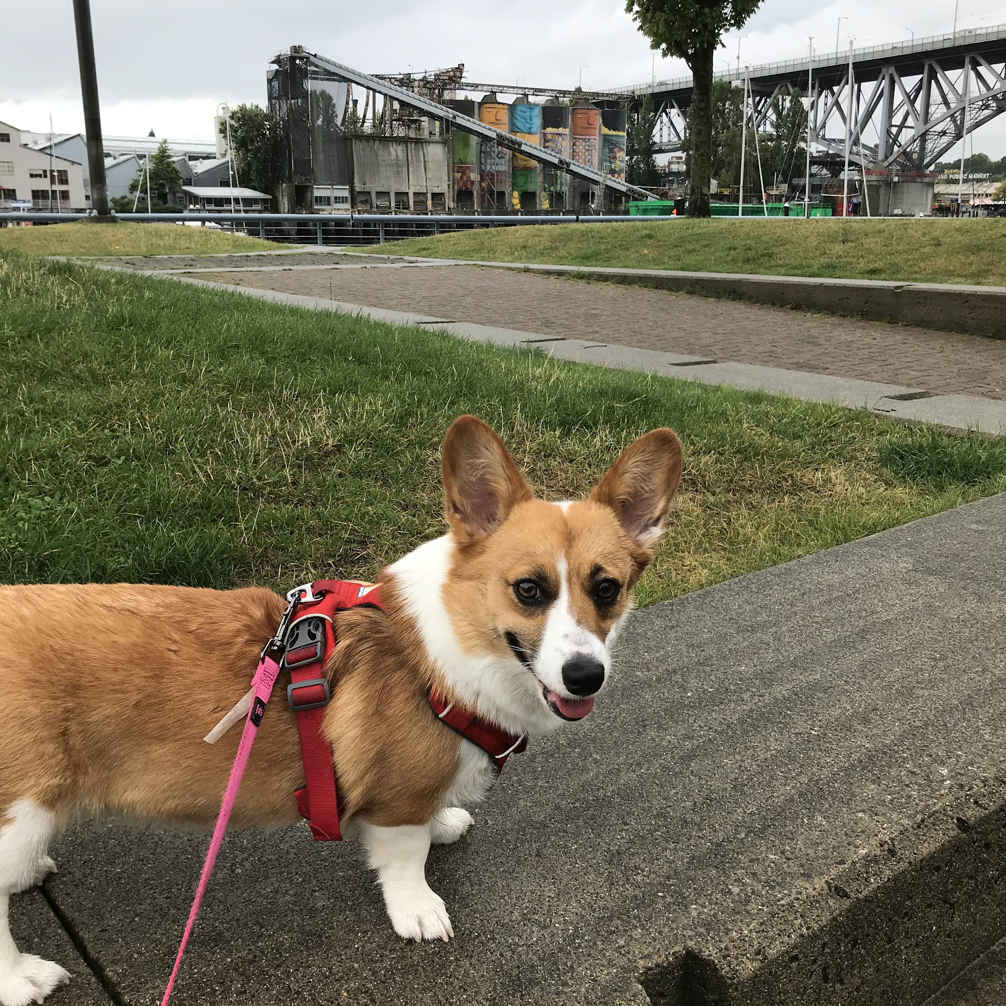 Dawg Gone a Walkin Vancouver