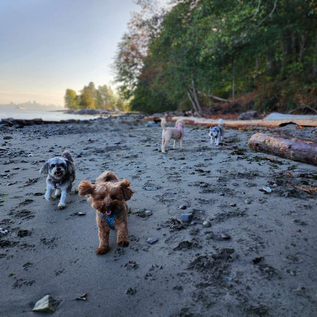 Stay Pooched | Group + Private Dog Walking Vancouver