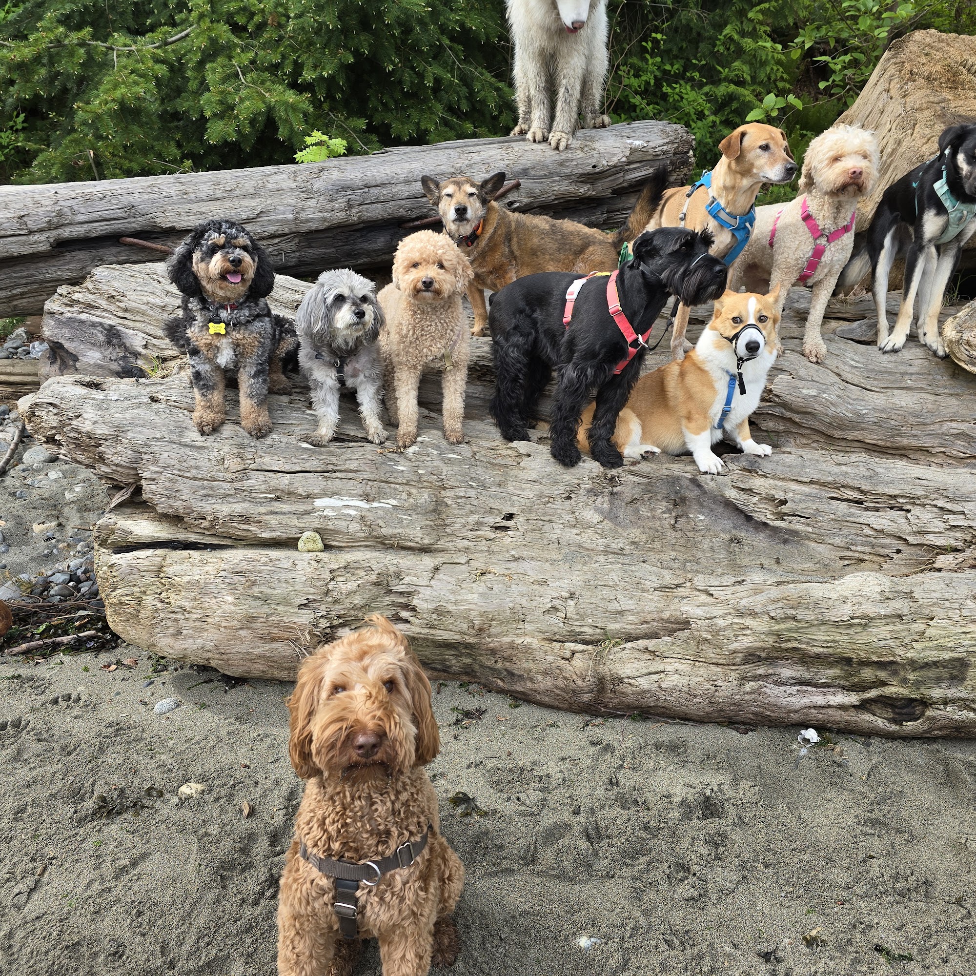 Stay Pooched | Group + Private Dog Walking Vancouver