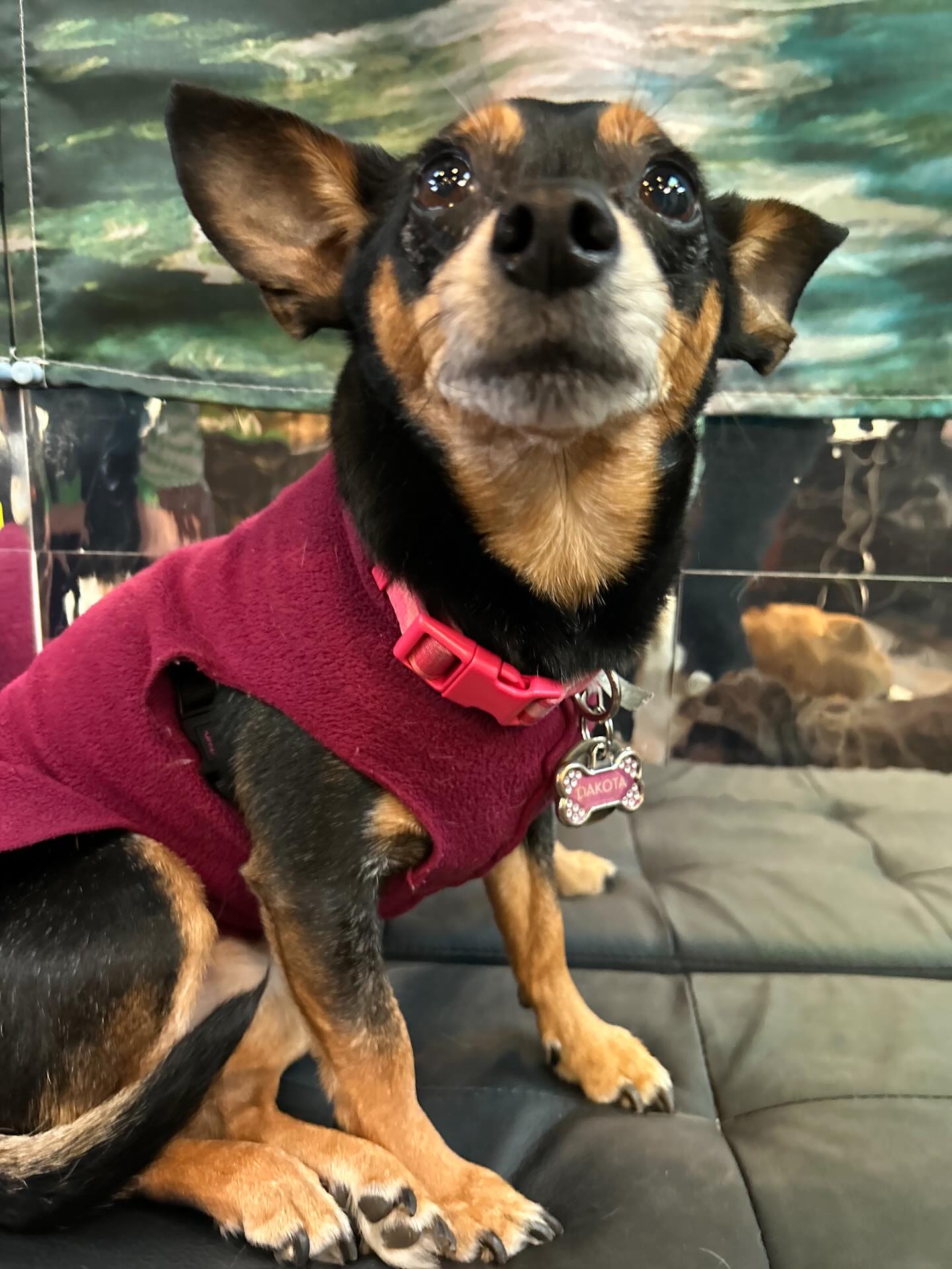 Pipsqueak Pups Doggy Daycare & Home Boarding Vancouver