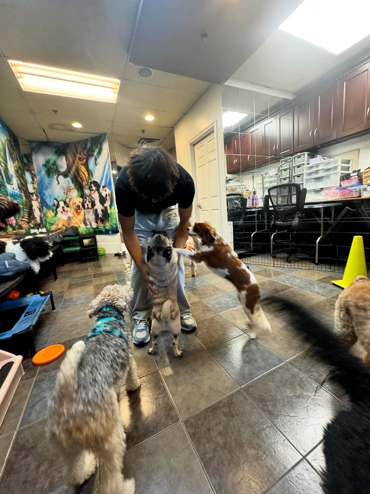 Pipsqueak Pups Doggy Daycare & Home Boarding Vancouver