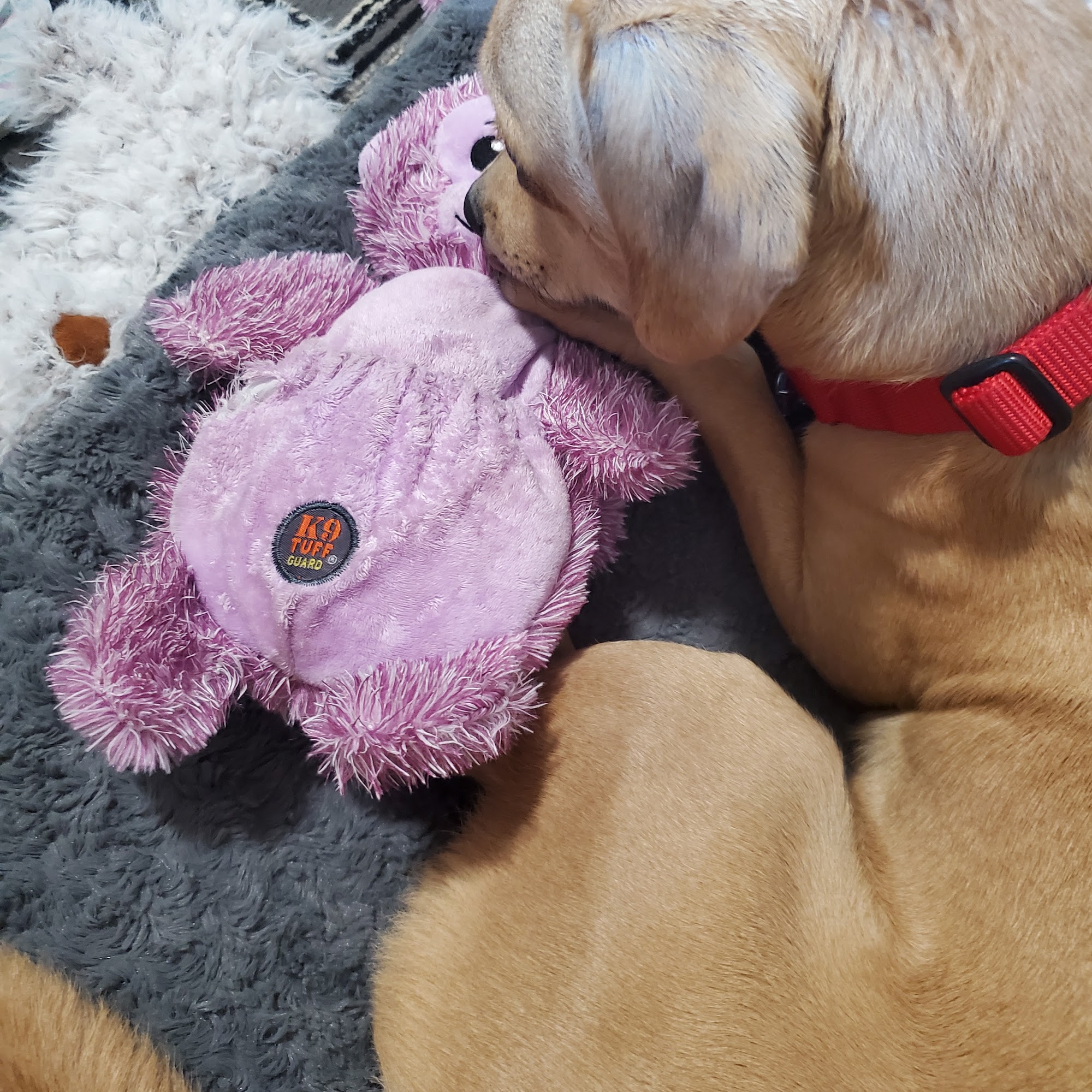 Pet Pantry Pet Food & Supply Stores Vancouver