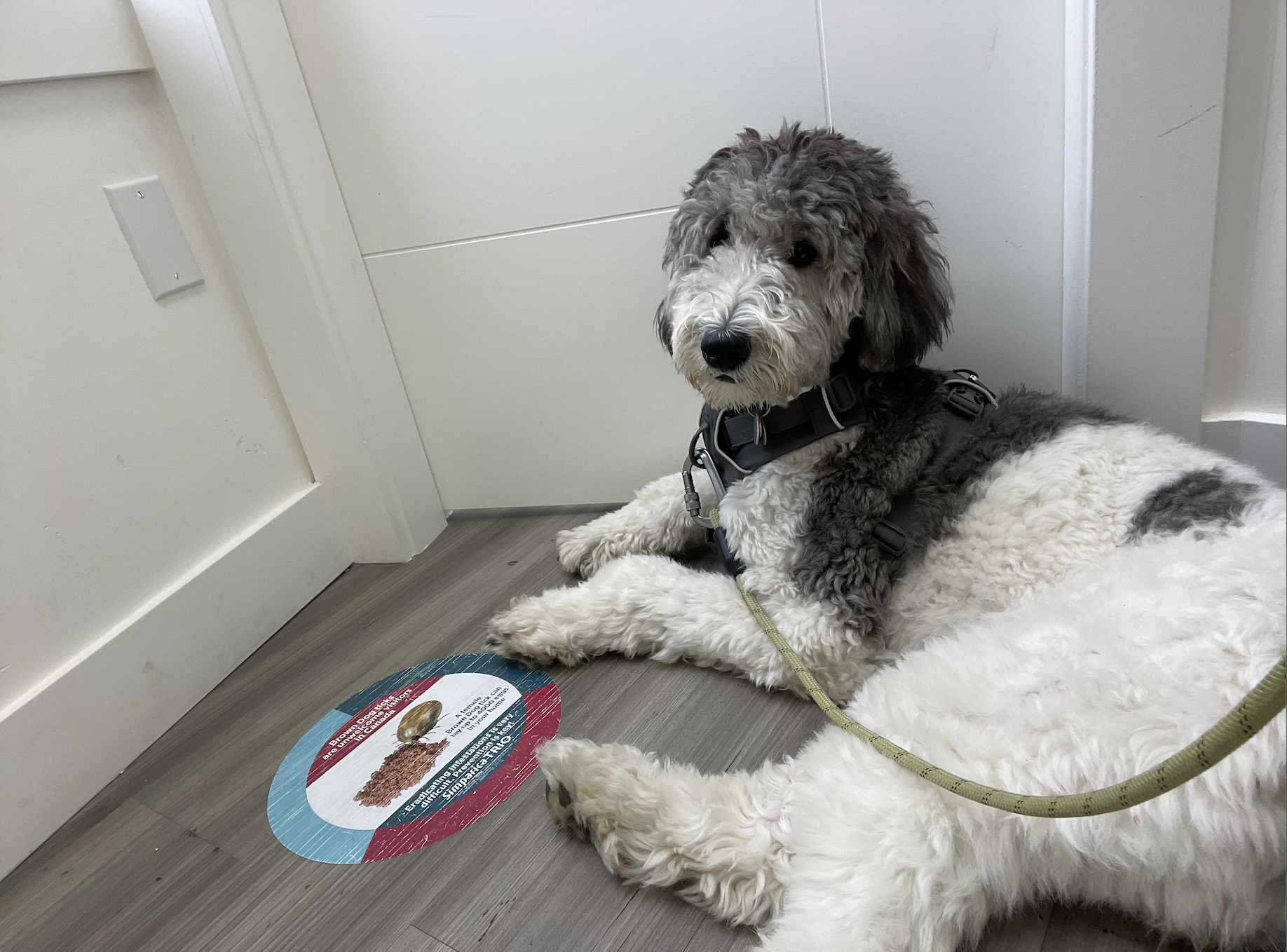 Cambie Village Animal Hospital Vancouver