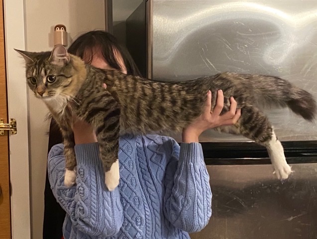 True Carnivores - Raw Food For Cats & Dogs Vancouver