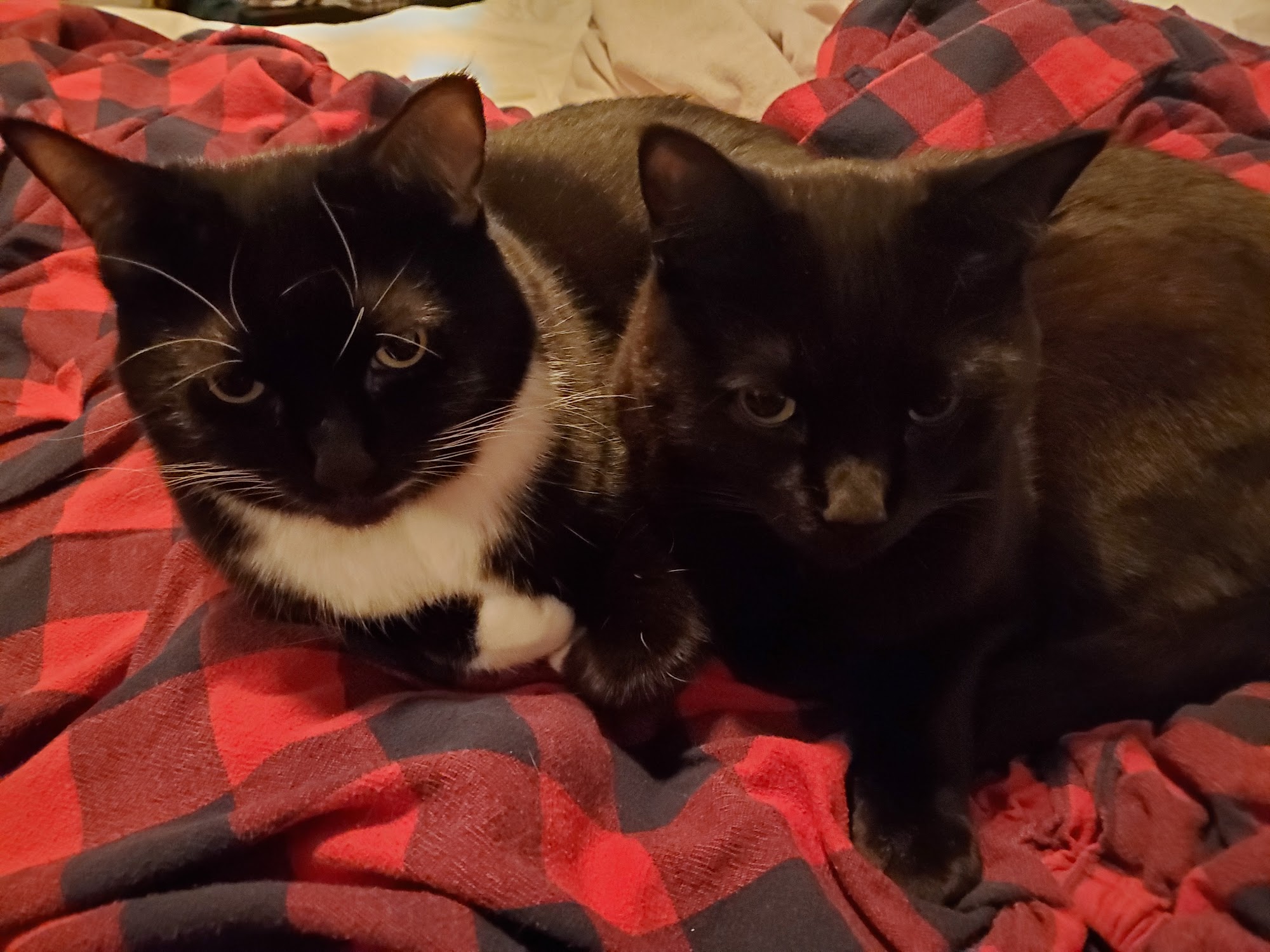 Hemlock Animal Hospital Vancouver Vancouver