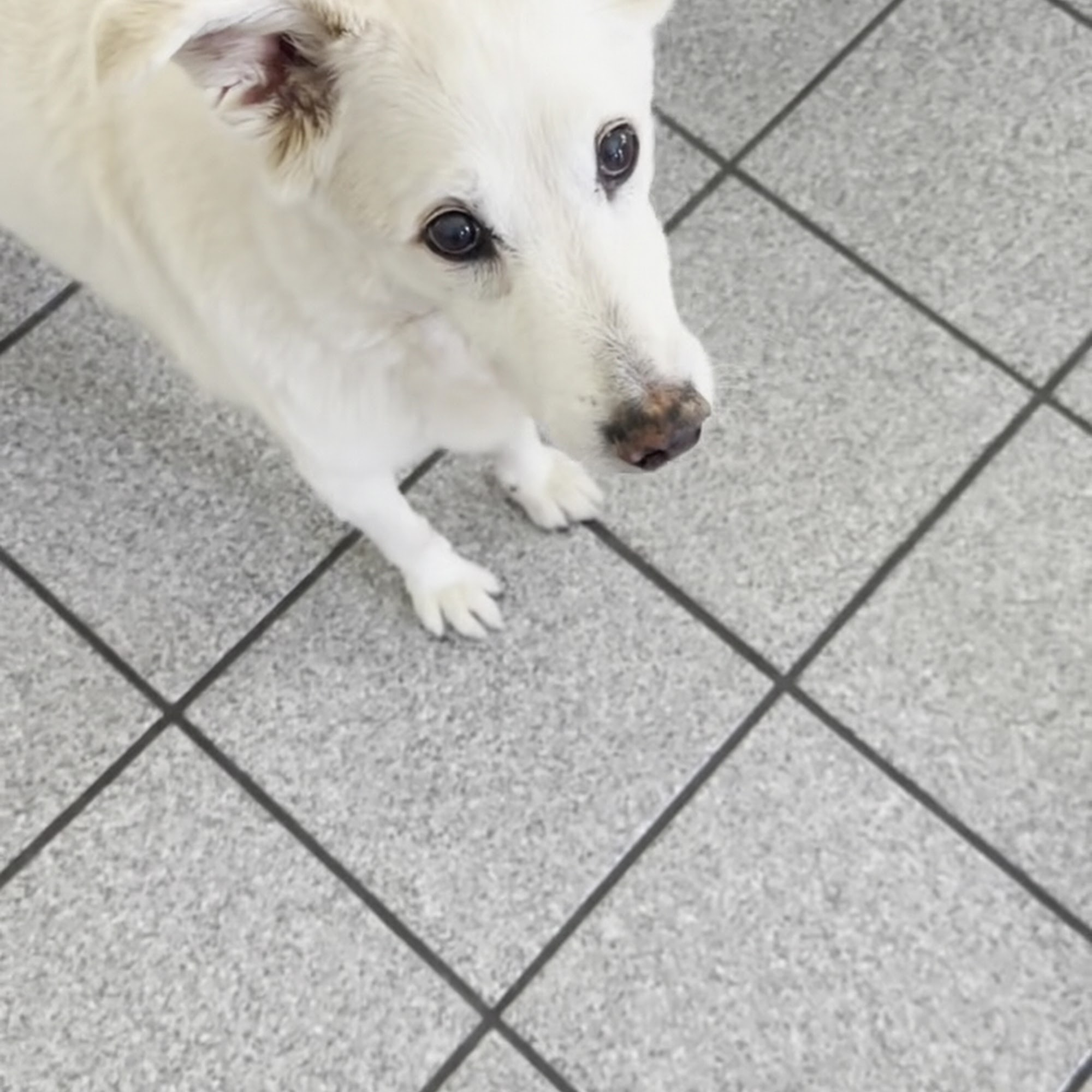 The Granville Island Pet Treatery Vancouver