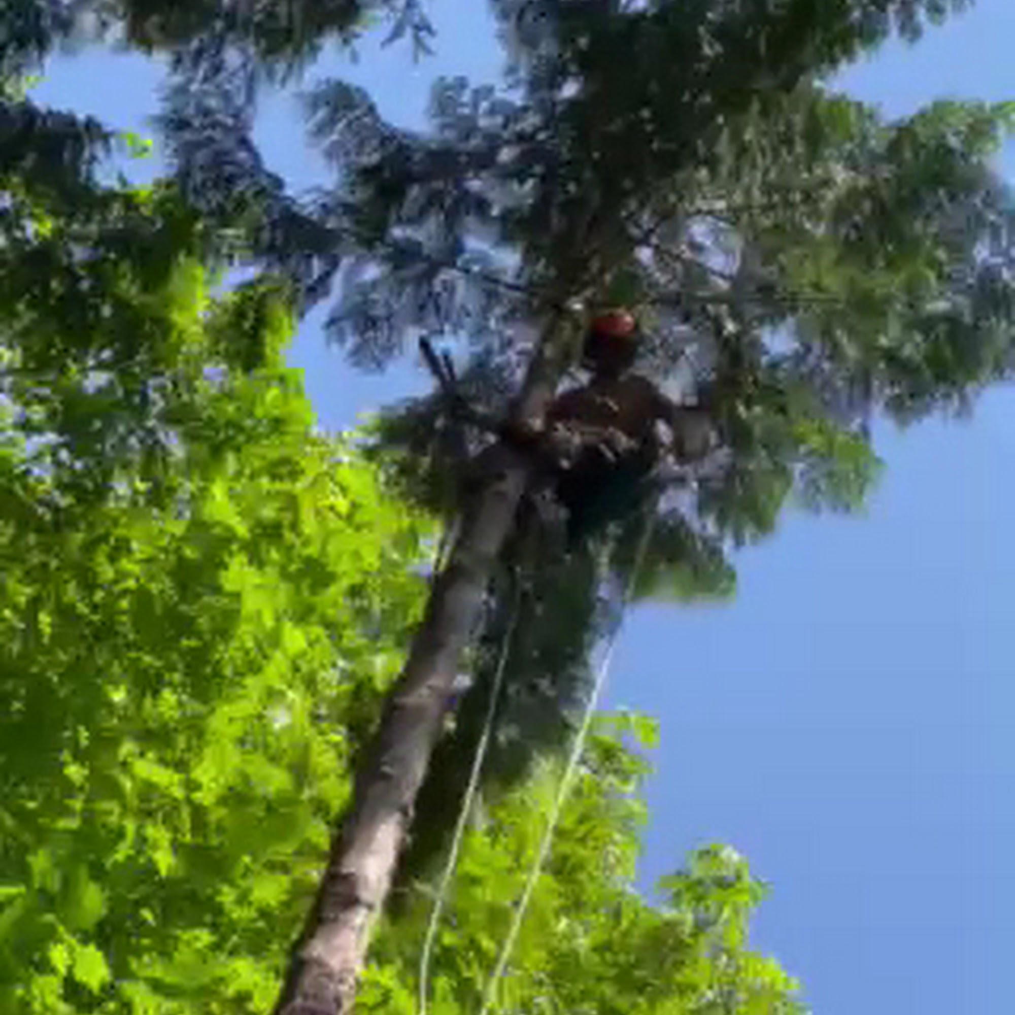 Aesthetic Tree & Hedge Services Vancouver 273 Renfrew St, Vancouver, BC V5K 4A7