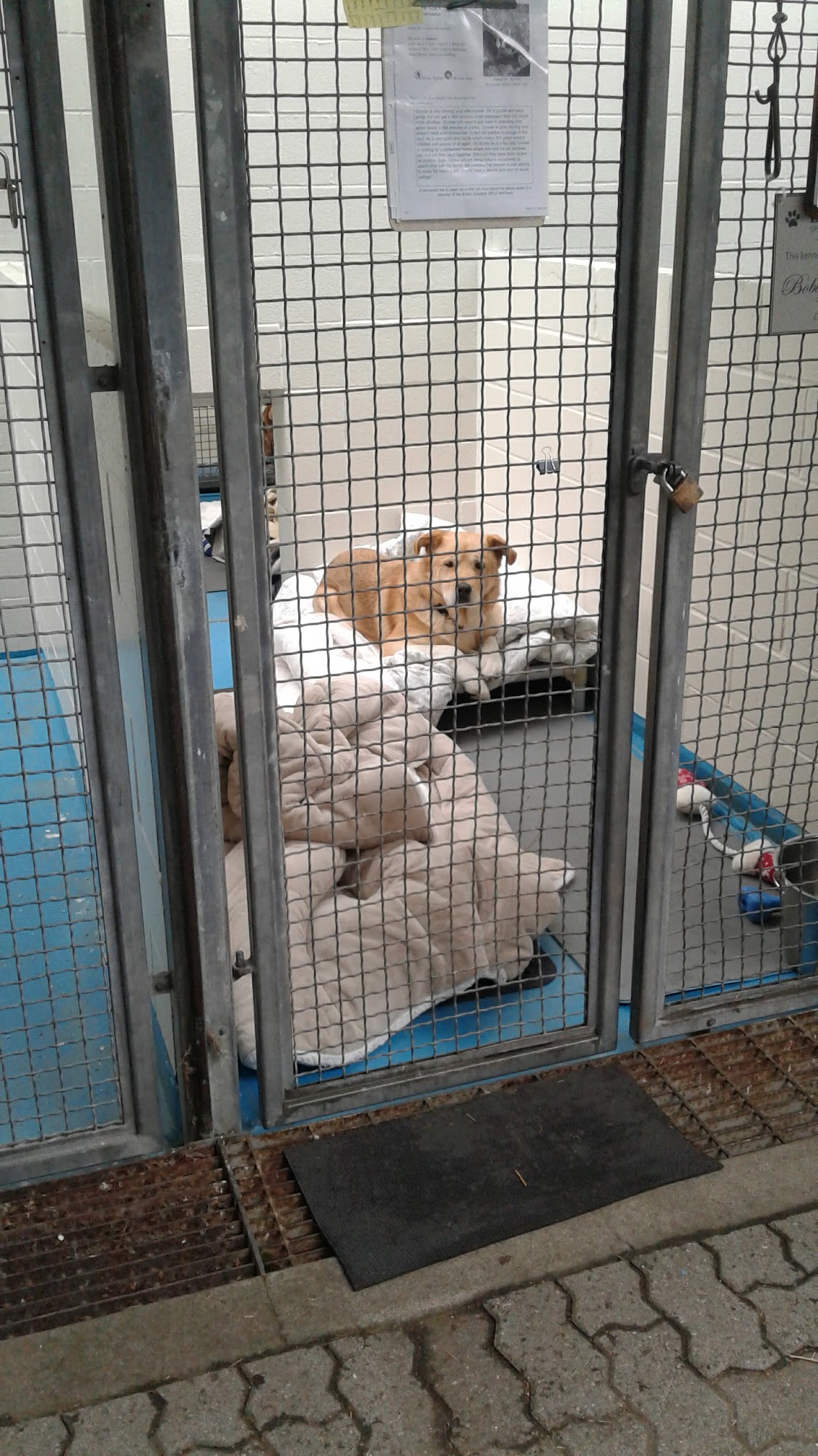 BC SPCA Vancouver Vancouver