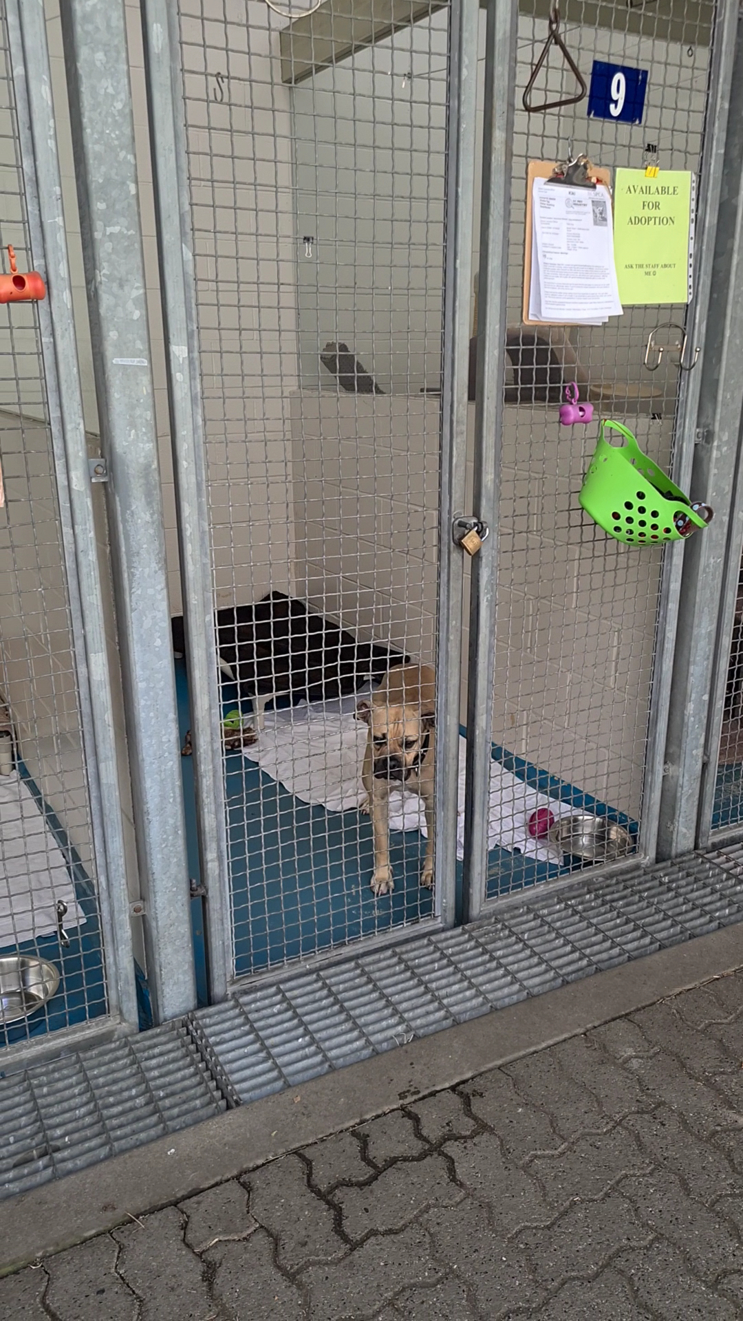 BC SPCA Vancouver Animal Hospital Vancouver