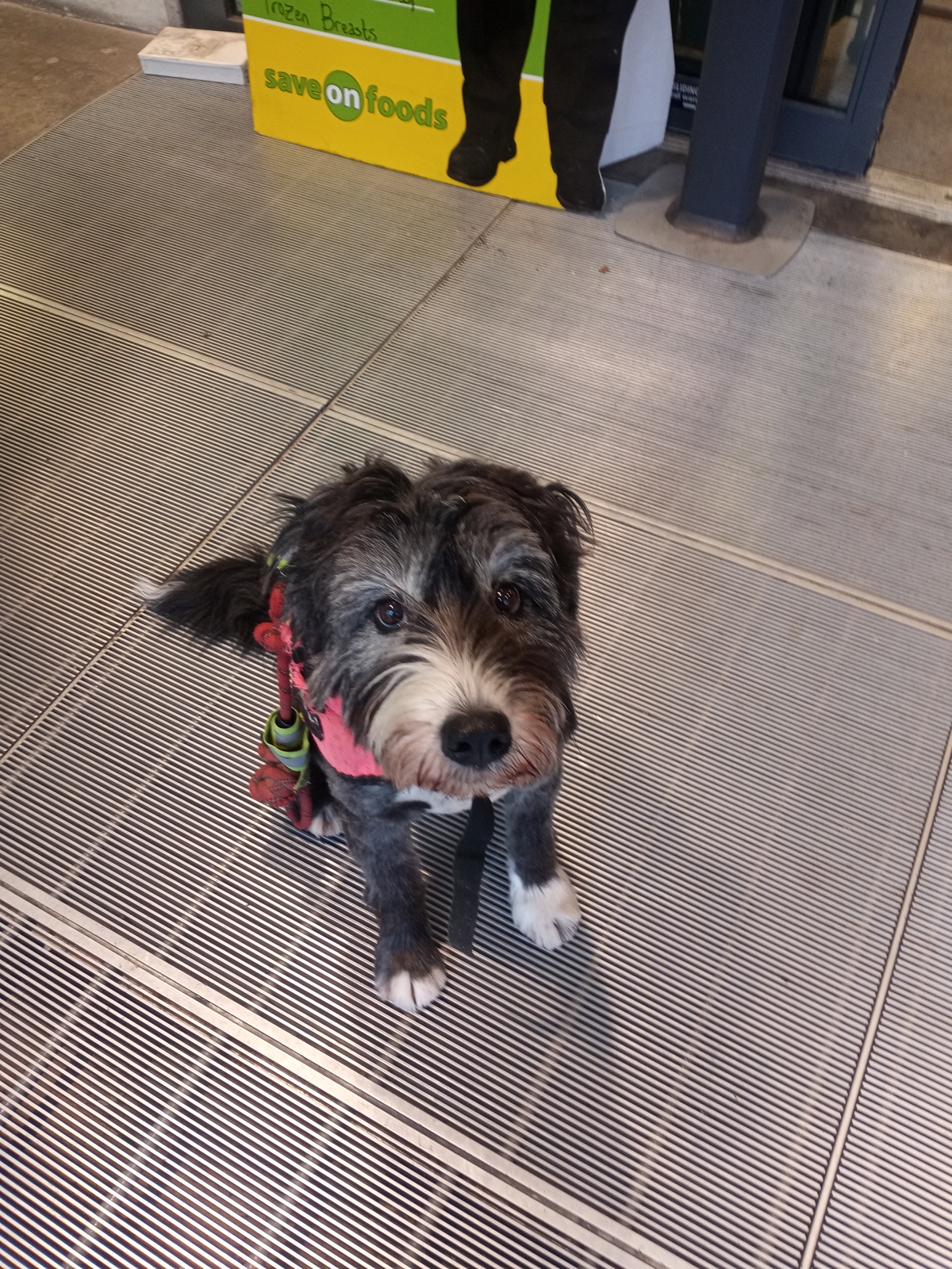 It's Still A Dogs Life Services Inc Vancouver