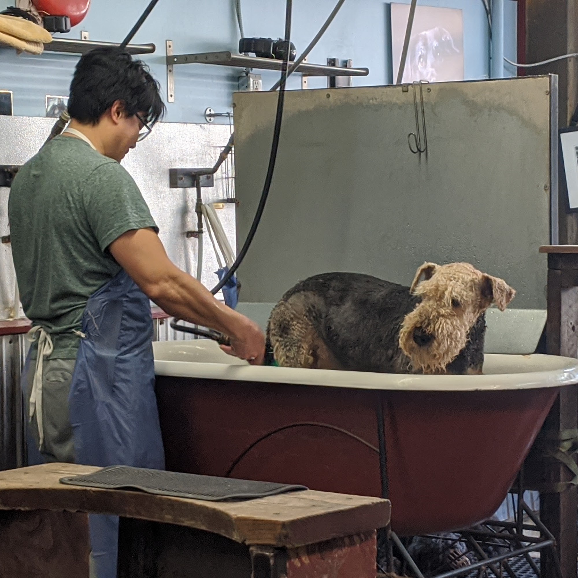 It's Still A Dogs Life Services Inc Vancouver