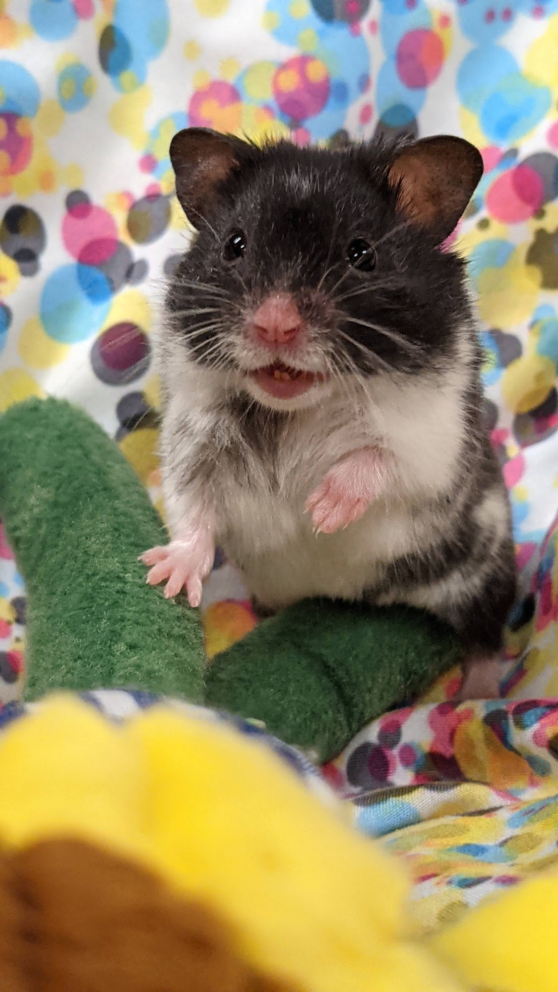 City of Vancouver Animal Services Vancouver