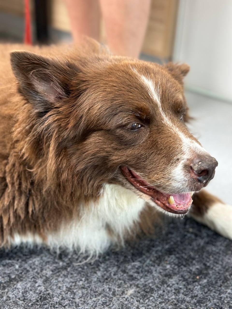 Beach Avenue Animal Hospital - Vancouver