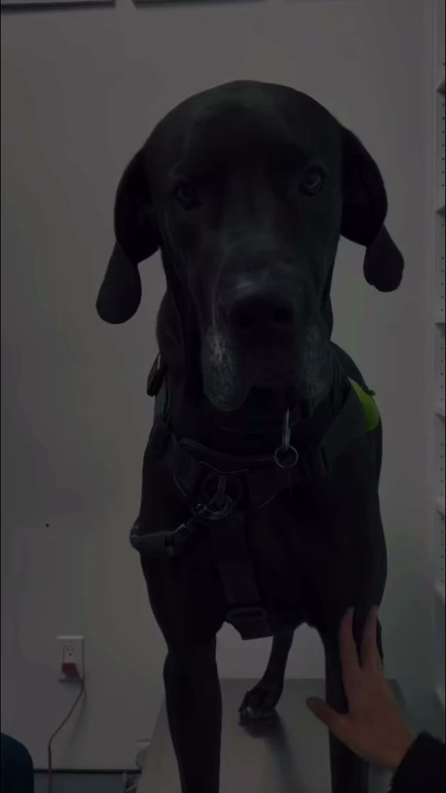 Beach Avenue Animal Hospital - Vancouver