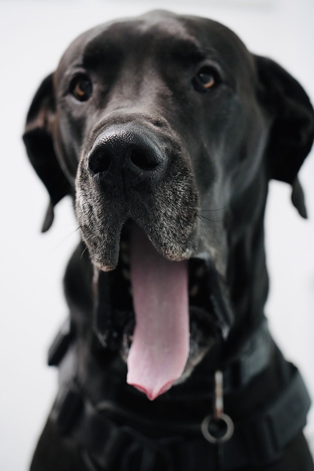 Beach Avenue Animal Hospital - Vancouver Vancouver