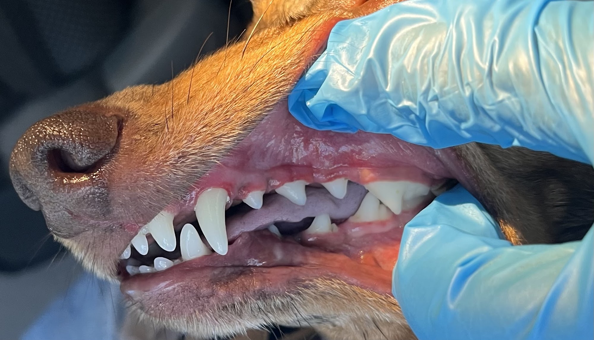 Doggie Care Services Vancouver