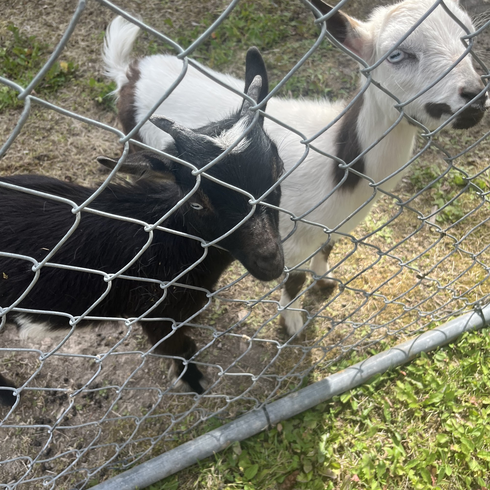 The Speckled Sow Vanderhoof