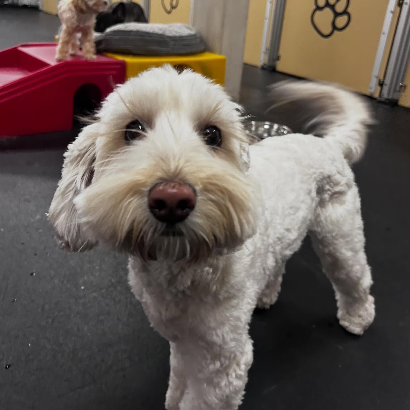 Fun 4 All Pet Resort Vernon