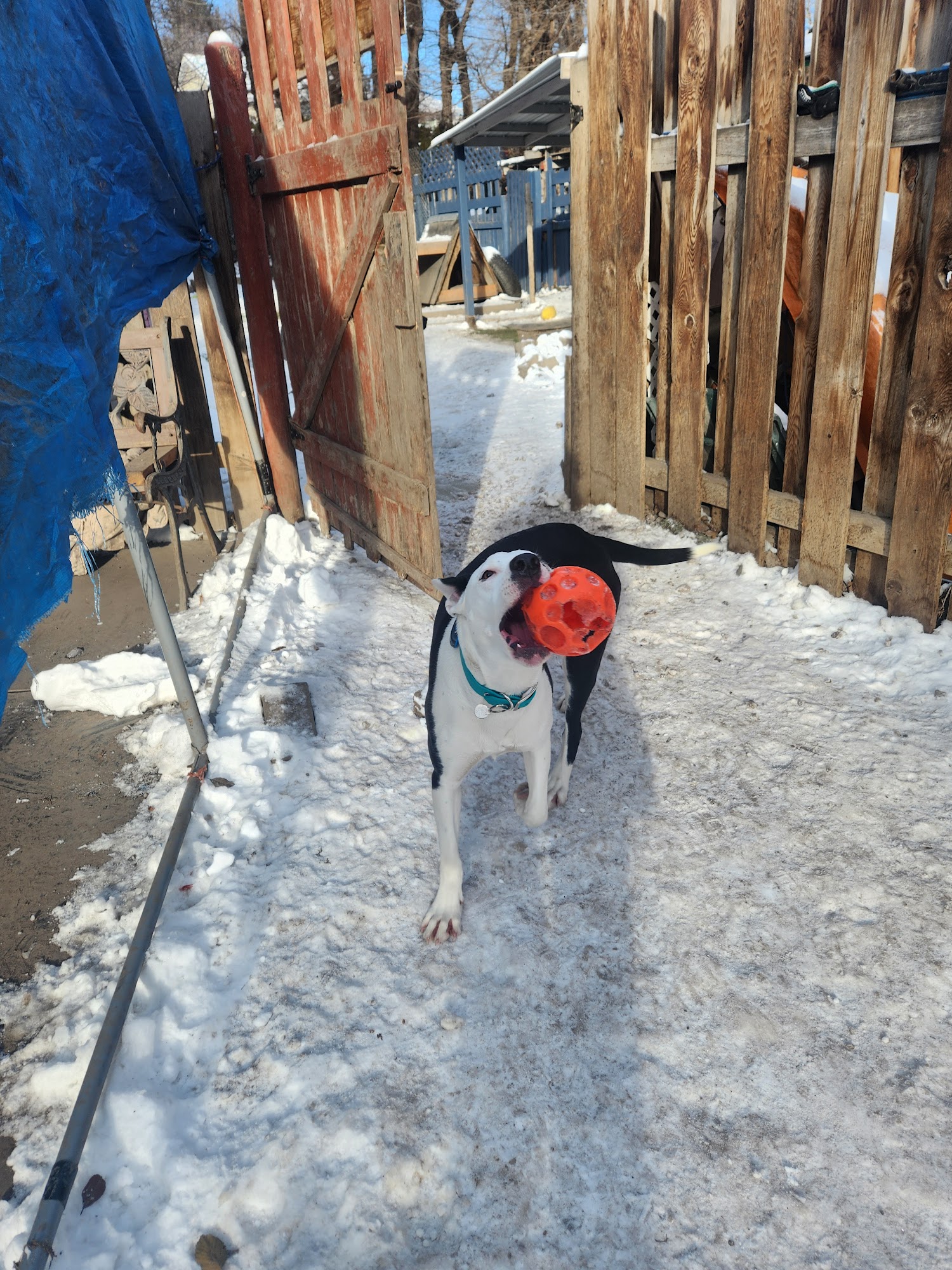 Freedom Doggy Care Vernon