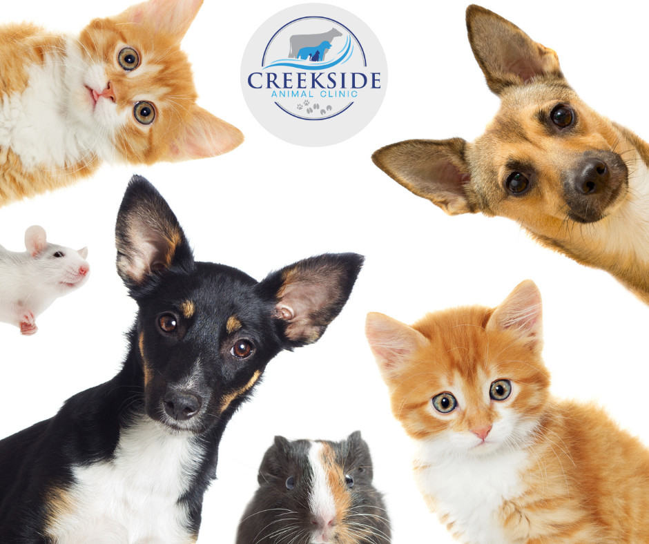 Creekside Animal Clinic LTD Vernon