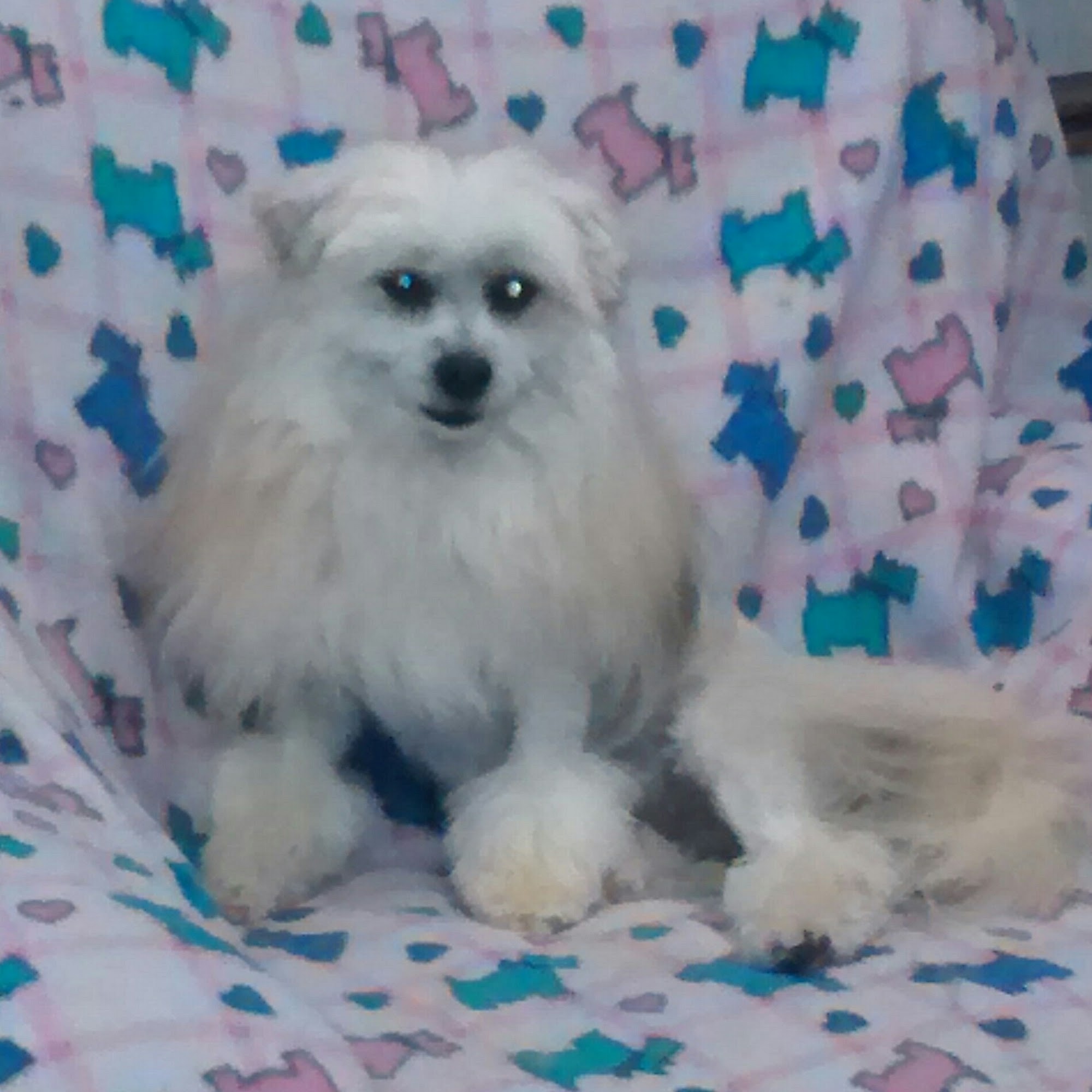 Ruff N' It Doggy Spa Vernon