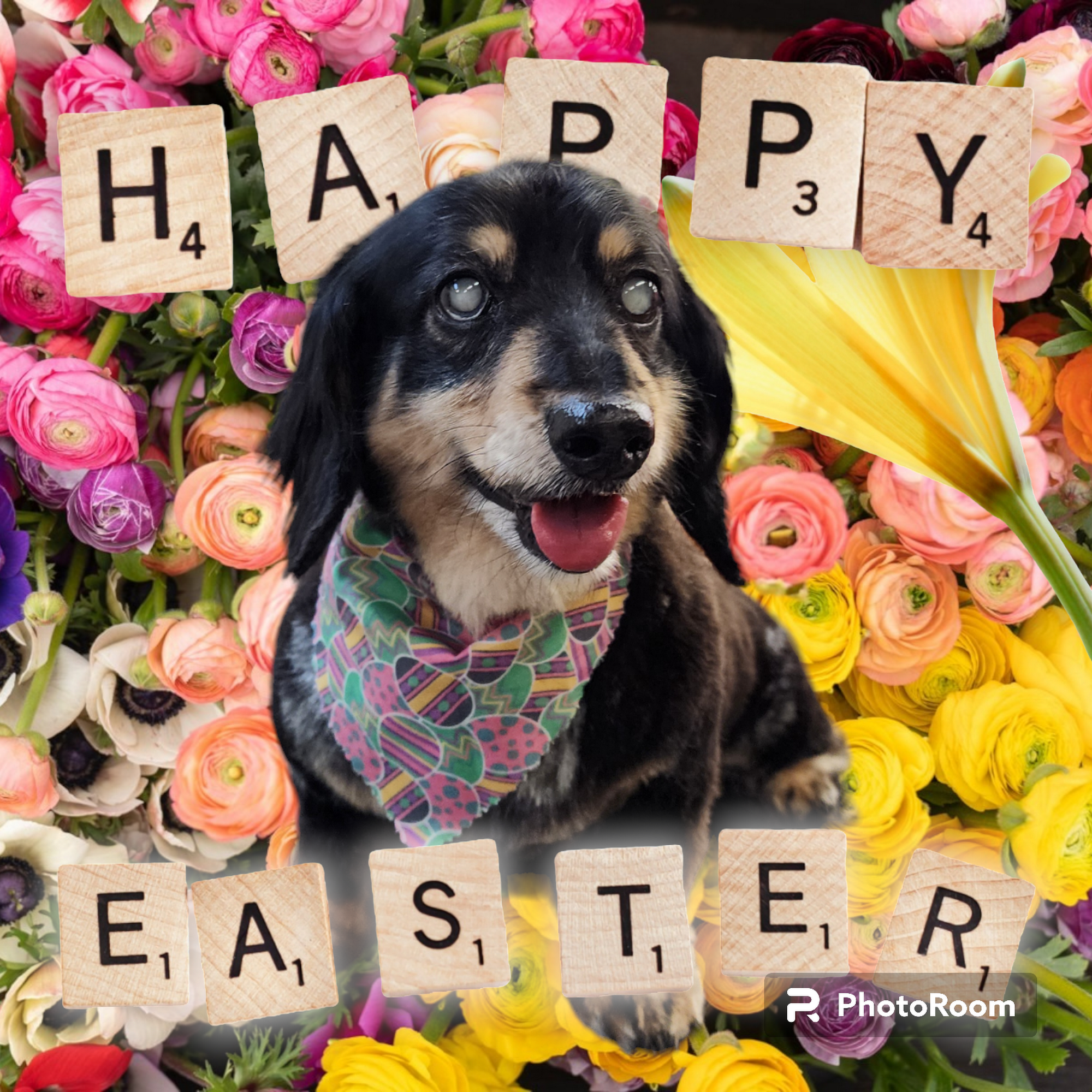 Wet Spot Grooming & Pet Care Centre Vernon