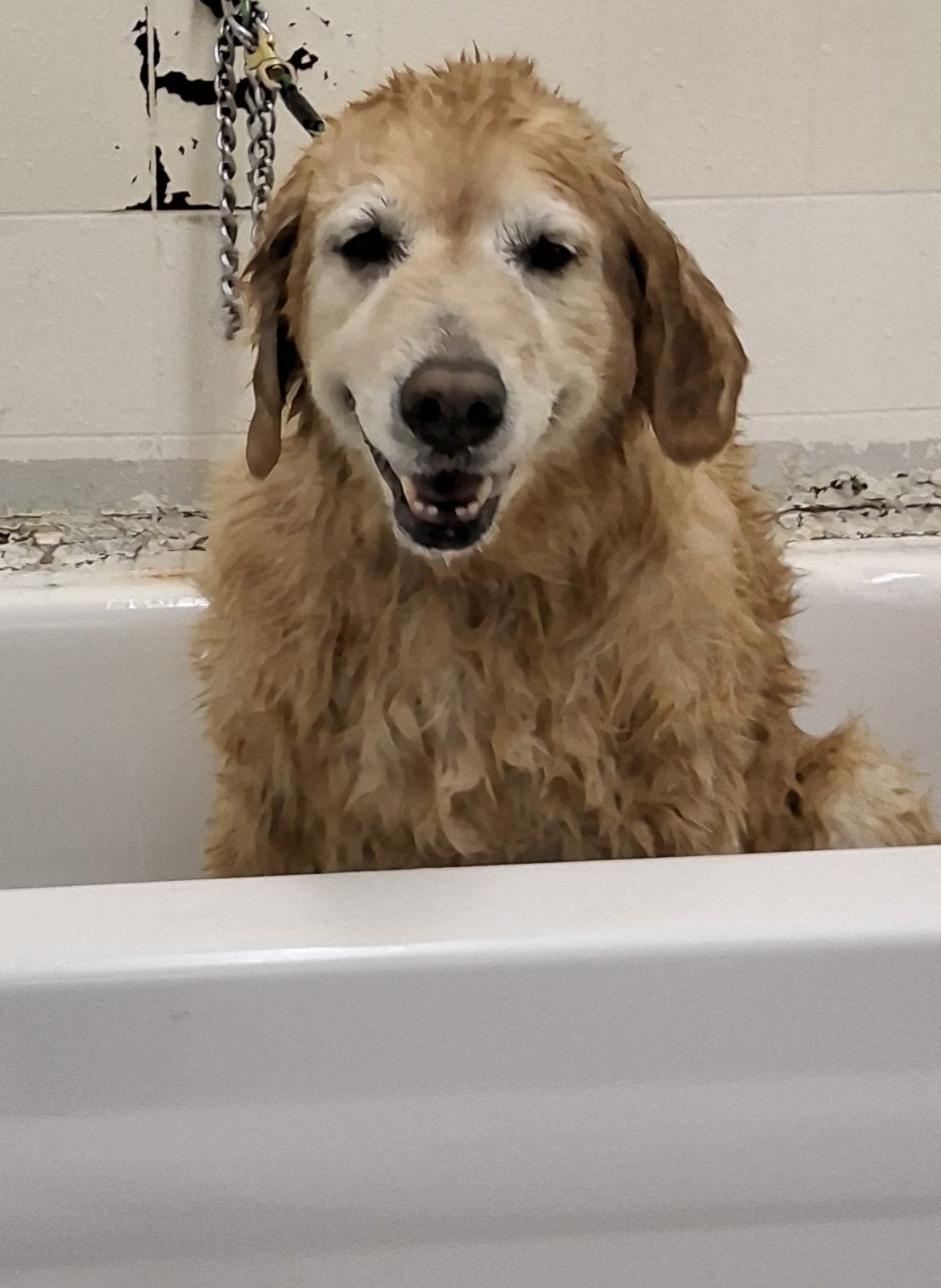 The Natural Choice Dog Salon Vernon