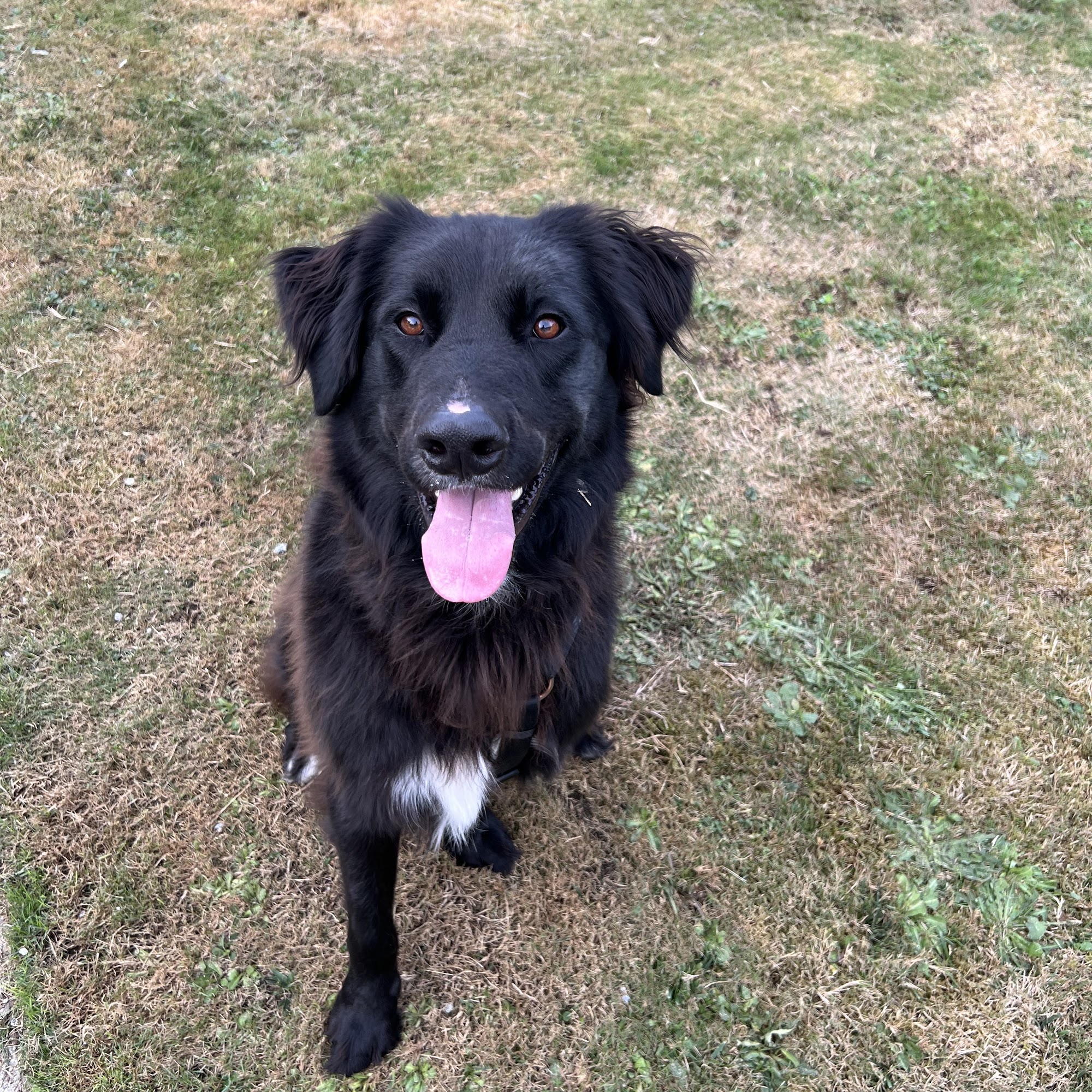 The Natural Choice Dog Salon Vernon