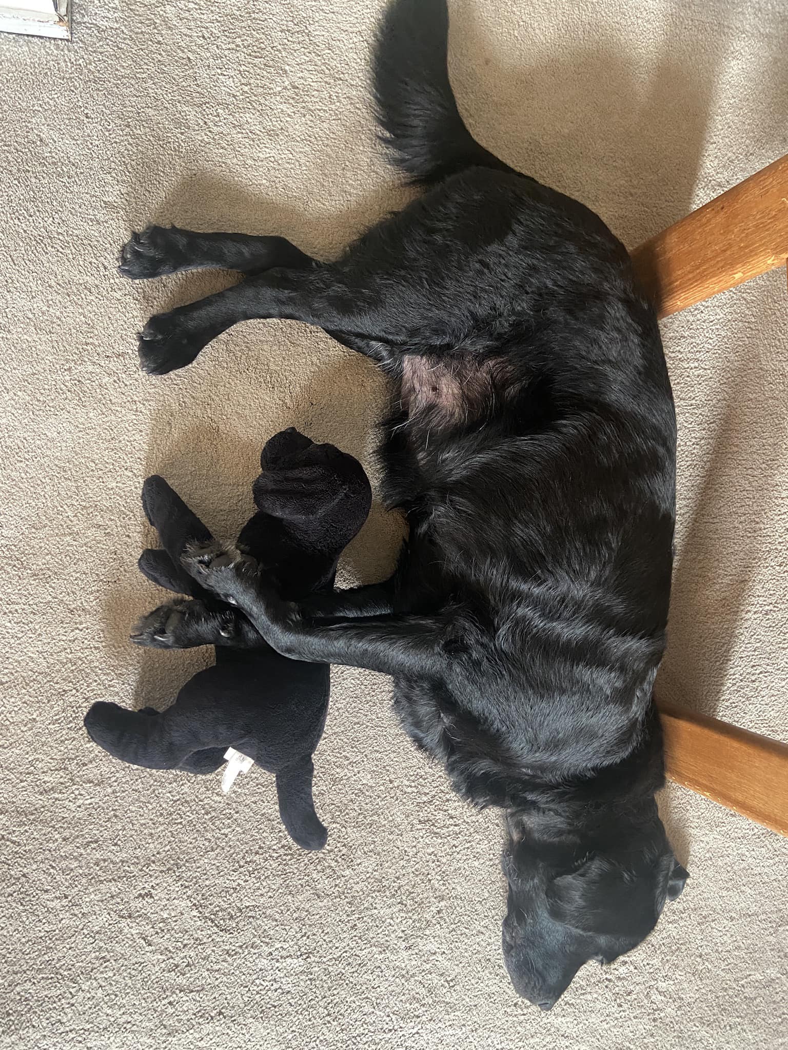 HY Country Kennels Vernon