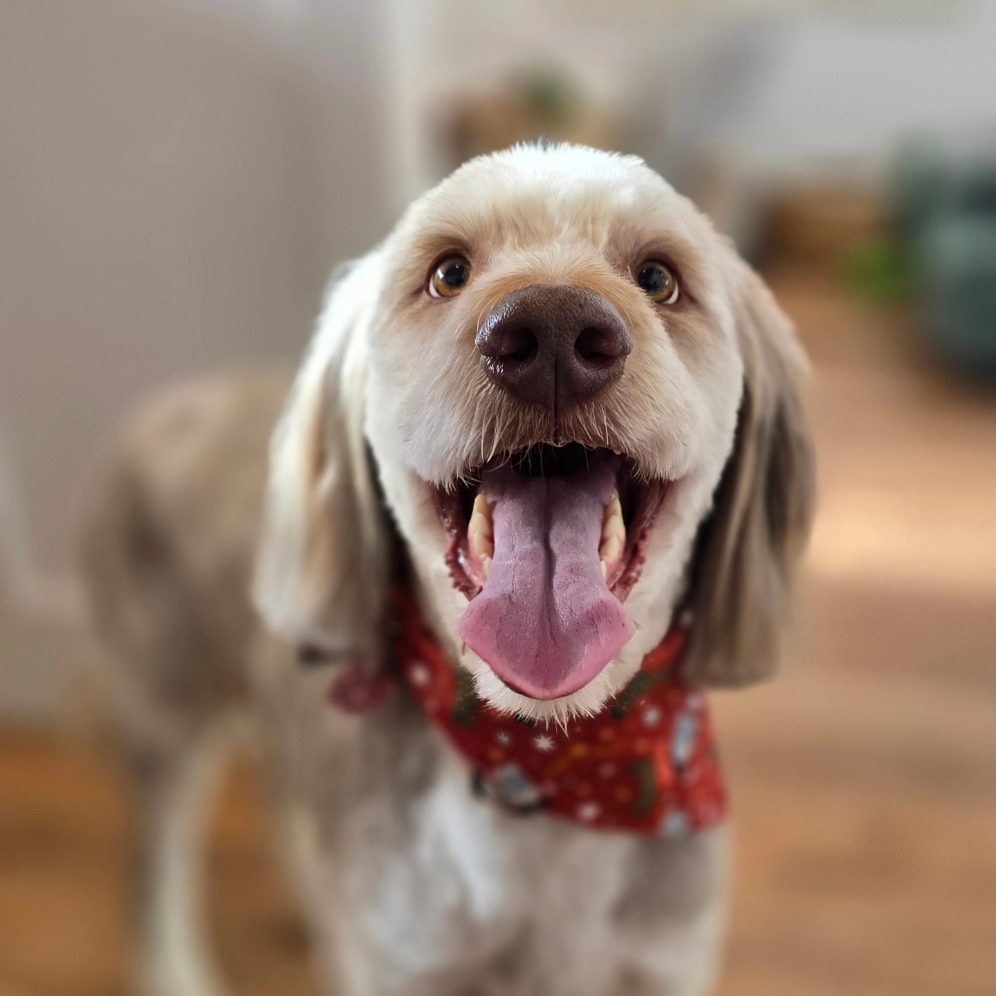 Tidy Tails Dog Grooming Victoria