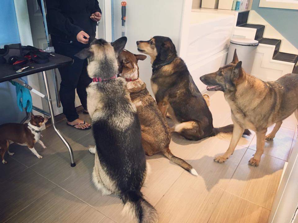 Tidy Tails Dog Grooming Victoria