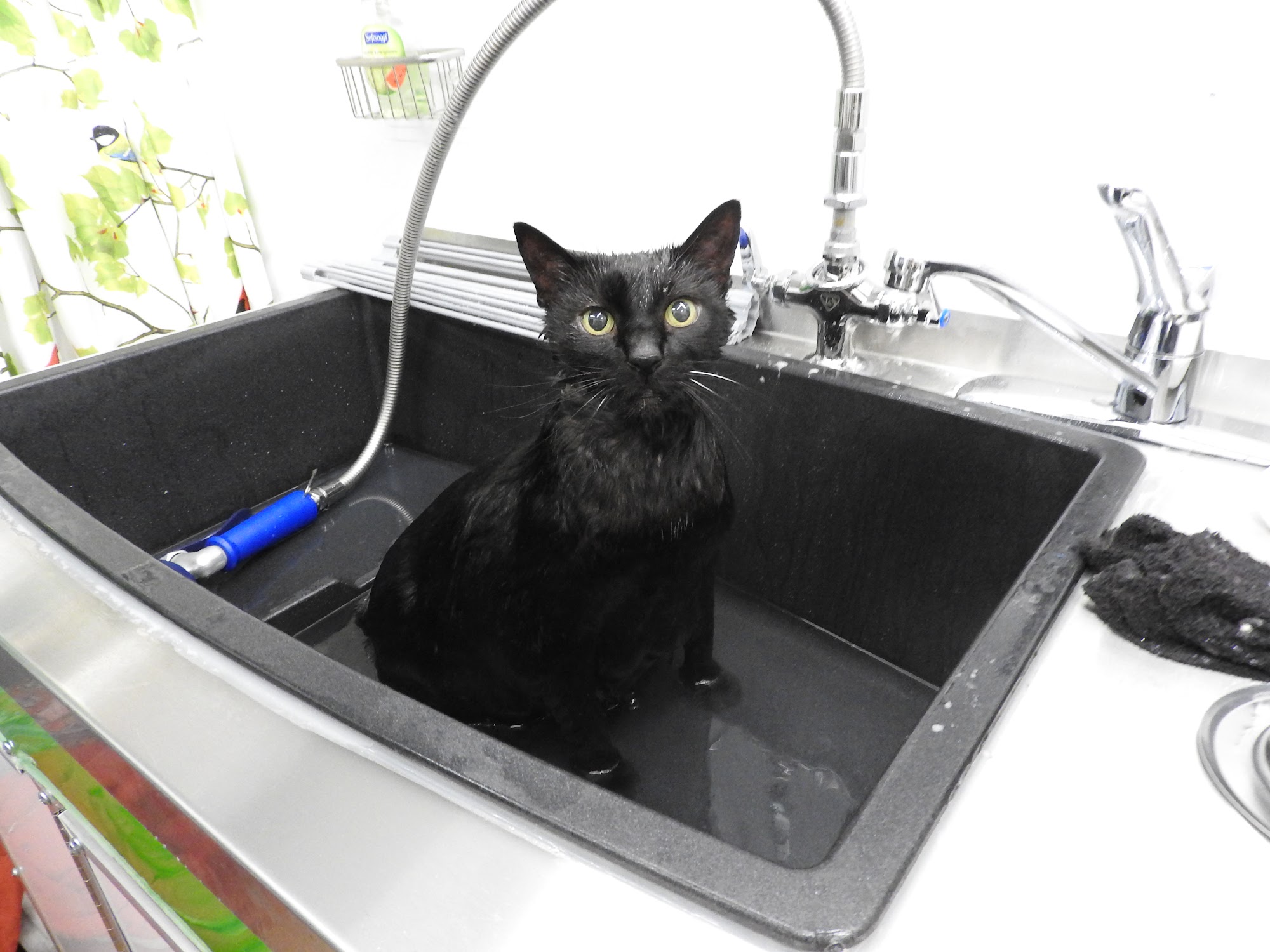 West Coast Sassy Cats Victoria