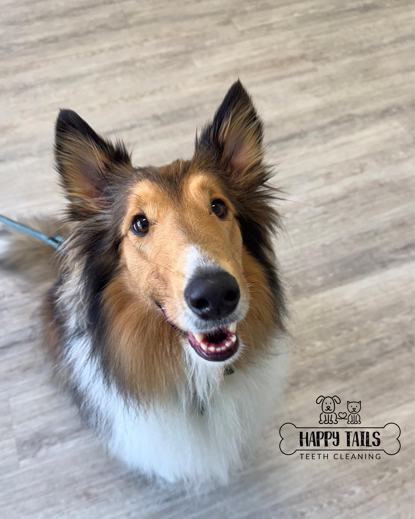 Happy Tails Teeth Cleaning Victoria