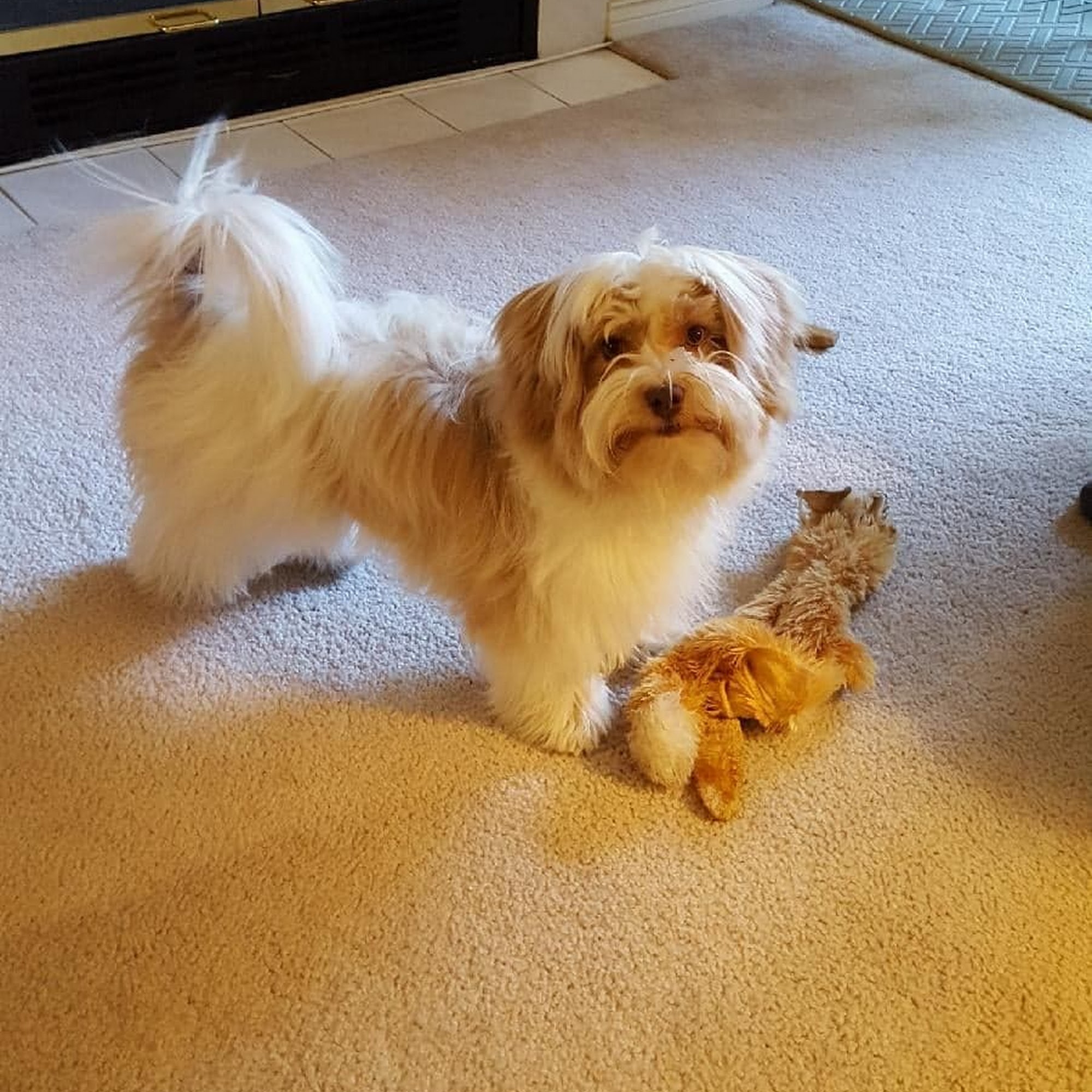 Suds 'N' Scissors Pet Salon Victoria