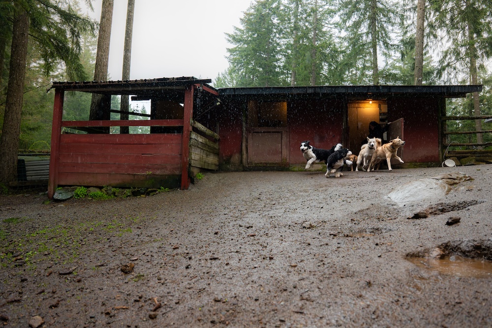 Ruffin It Dog Day Camp Victoria
