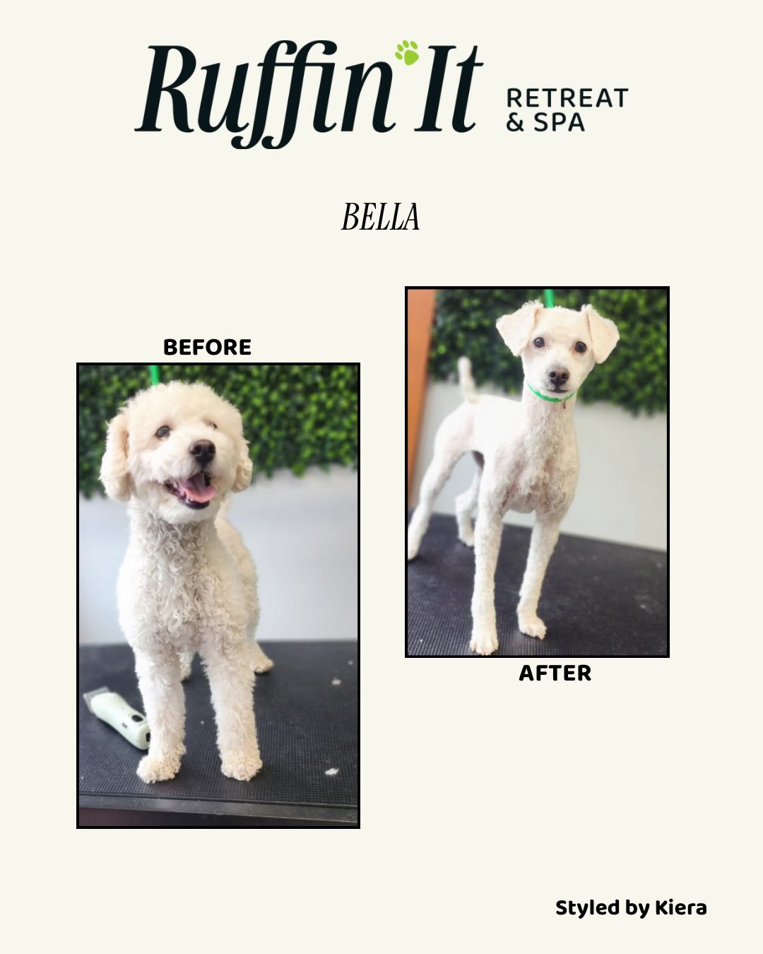 Ruffin It Dog Day Camp Victoria