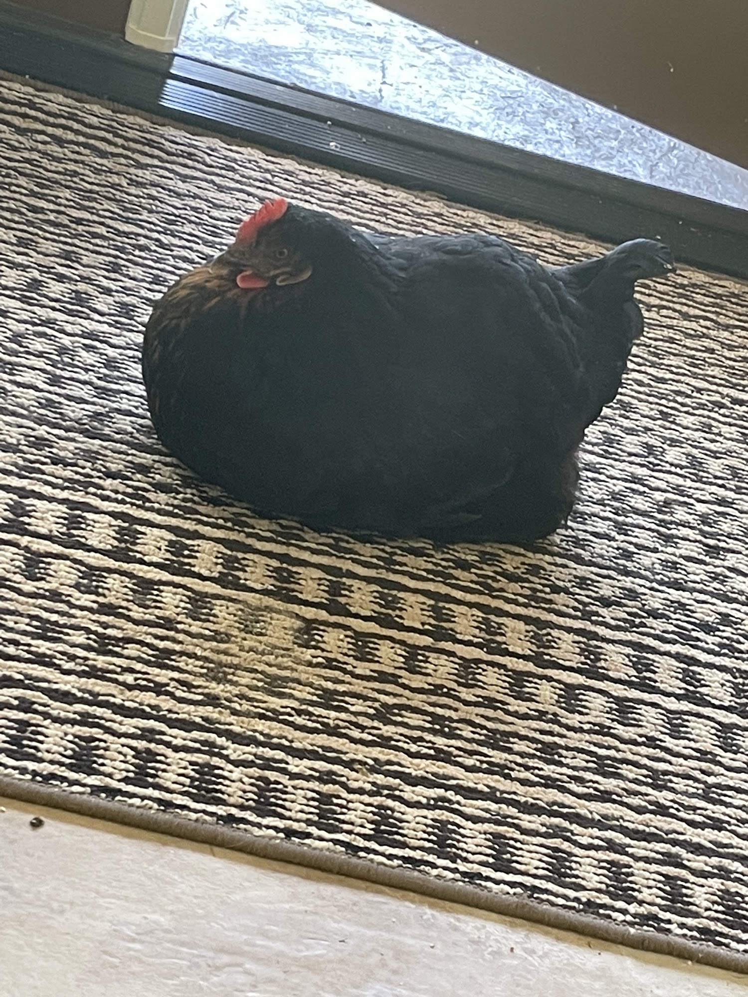 Oak Bay Pet Clinic Victoria