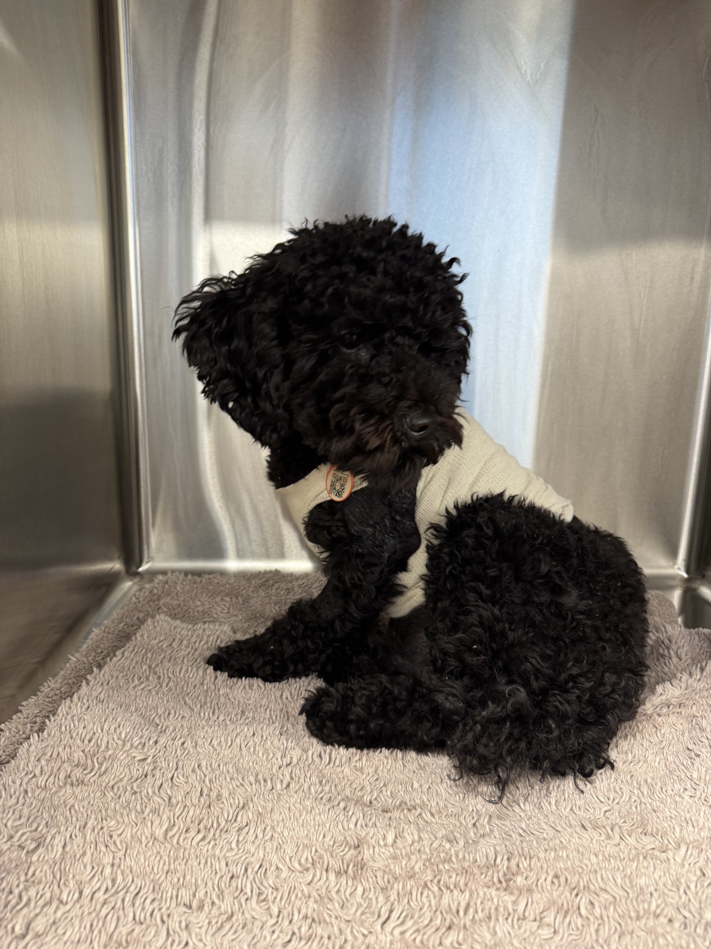 VCA Canada Feltham Animal Hospital Victoria