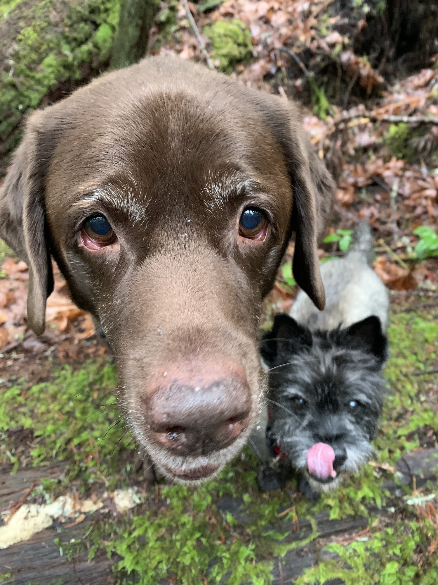 VCA Canada Feltham Animal Hospital Victoria