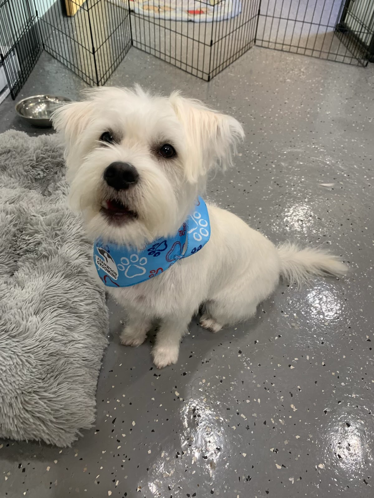 Fernwood Grooming Victoria