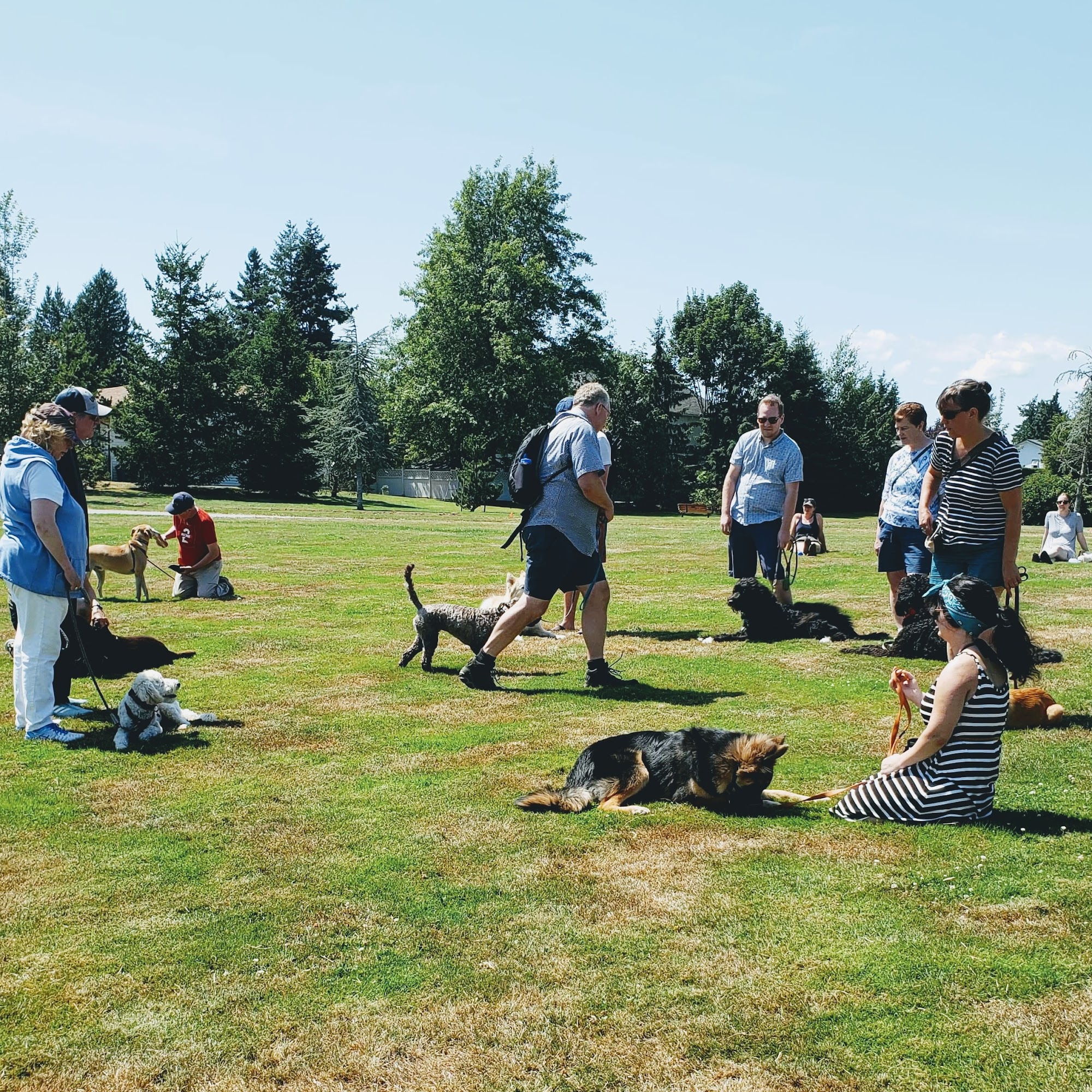 BabyDog Canada Victoria