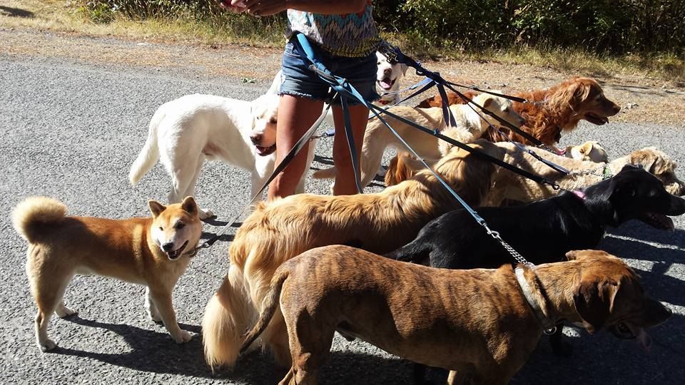 A Pawsh Oasis Pet Resort Victoria